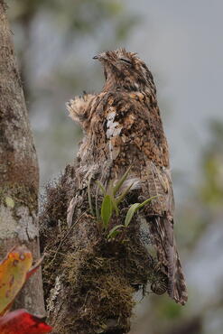 Nyctibius maculosus