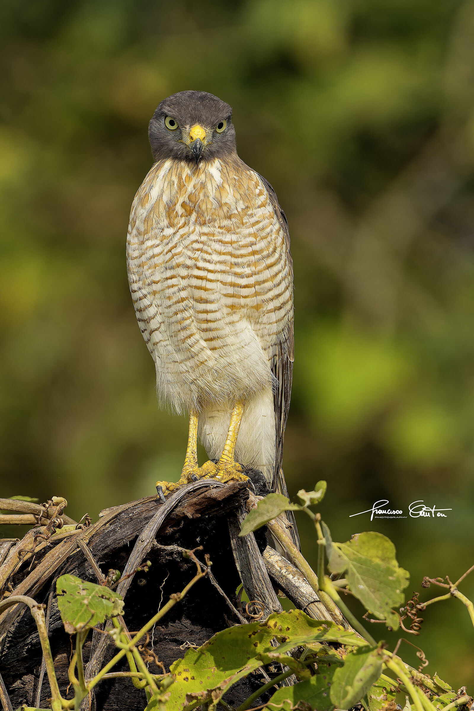 Big-billed buzzard or road buzzard