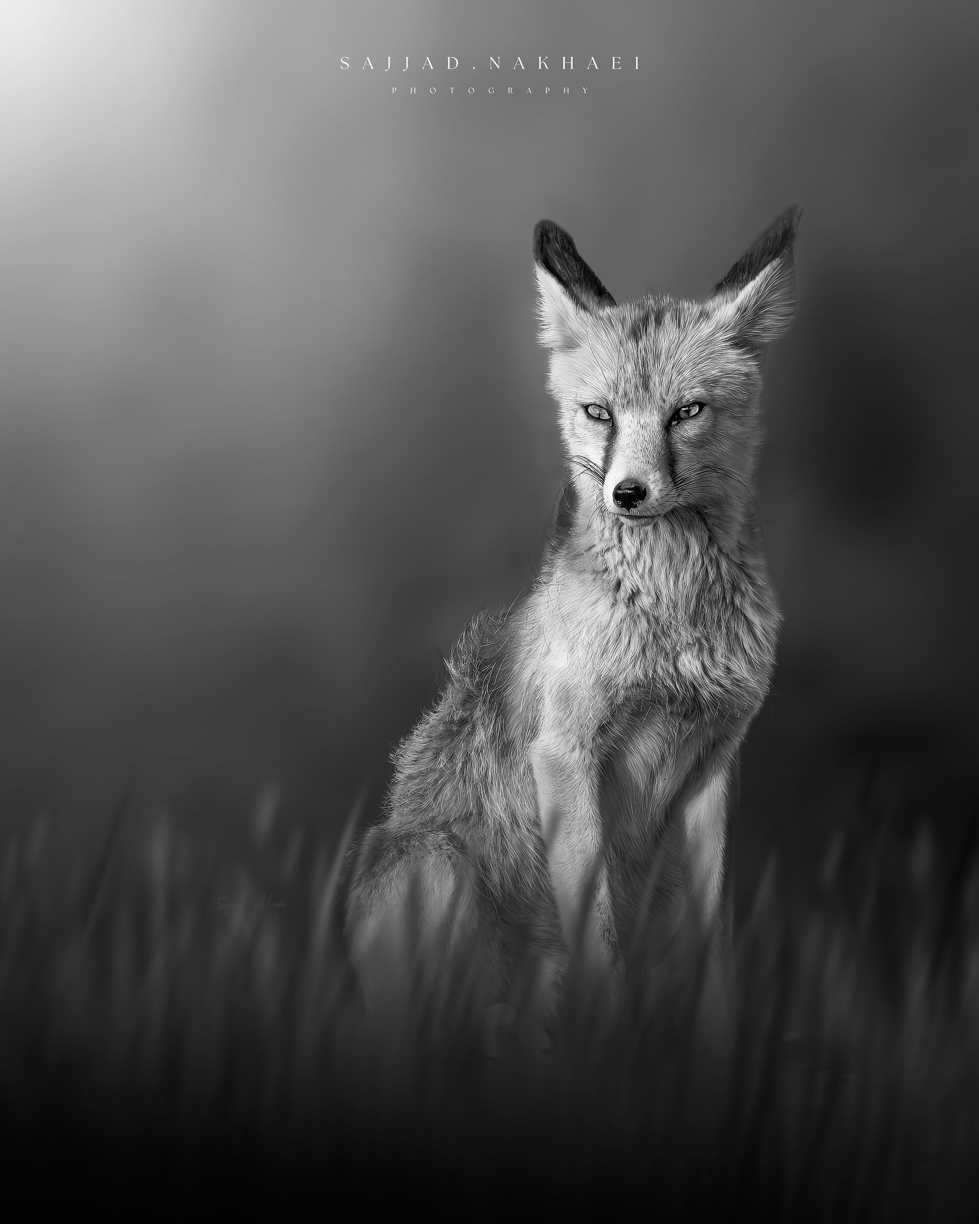 Vulpes vulpes