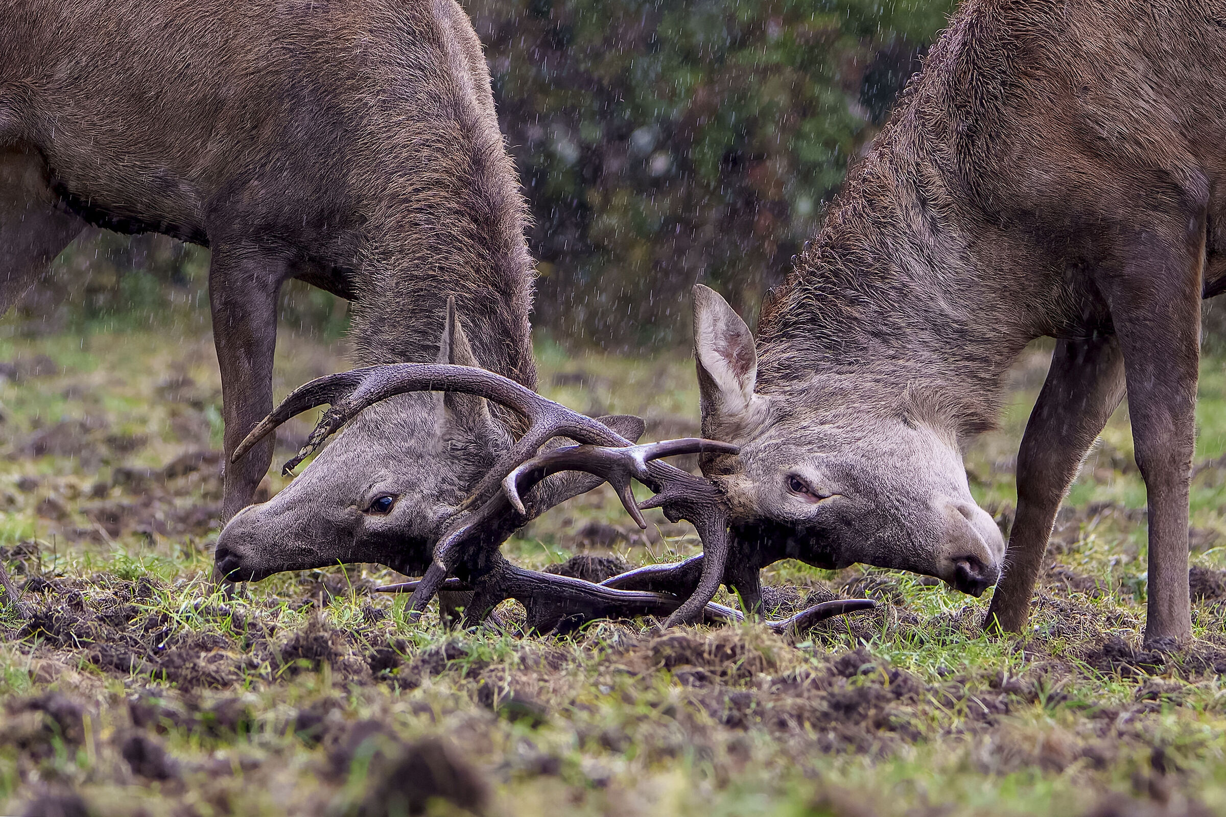 Noble deer