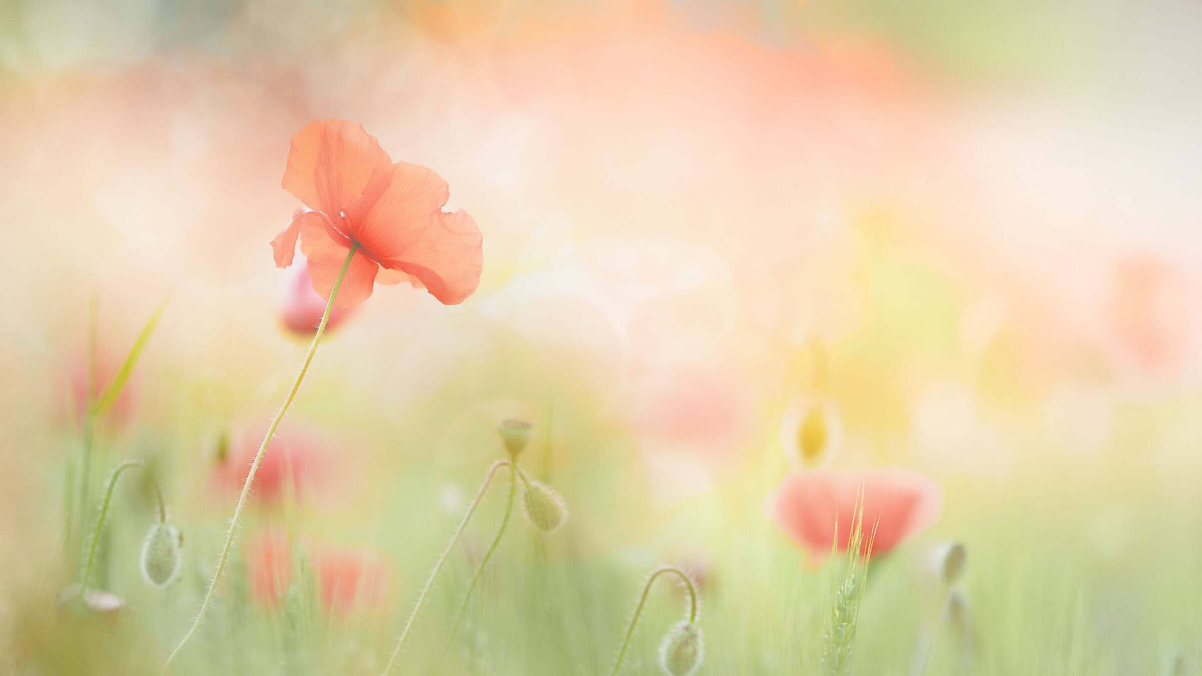 poppies & sun  valli bolognesi  maggio 2024