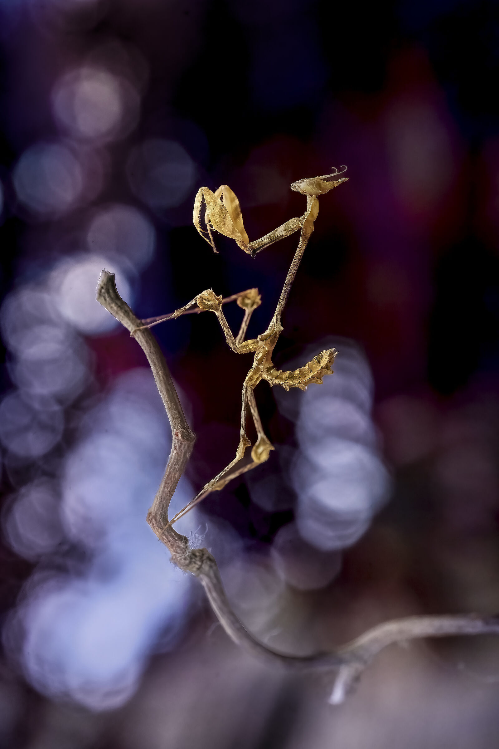 Violin Mantis (Gongylus gongylodes)