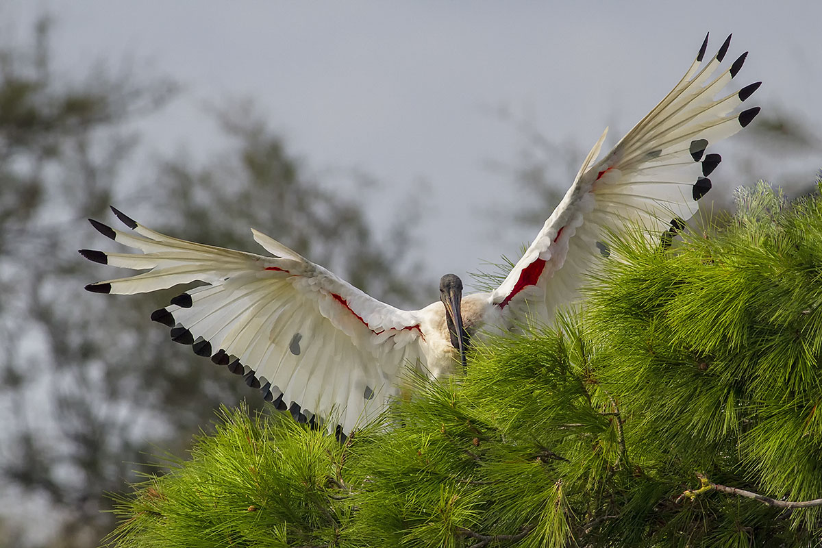 Ibis sacro africano