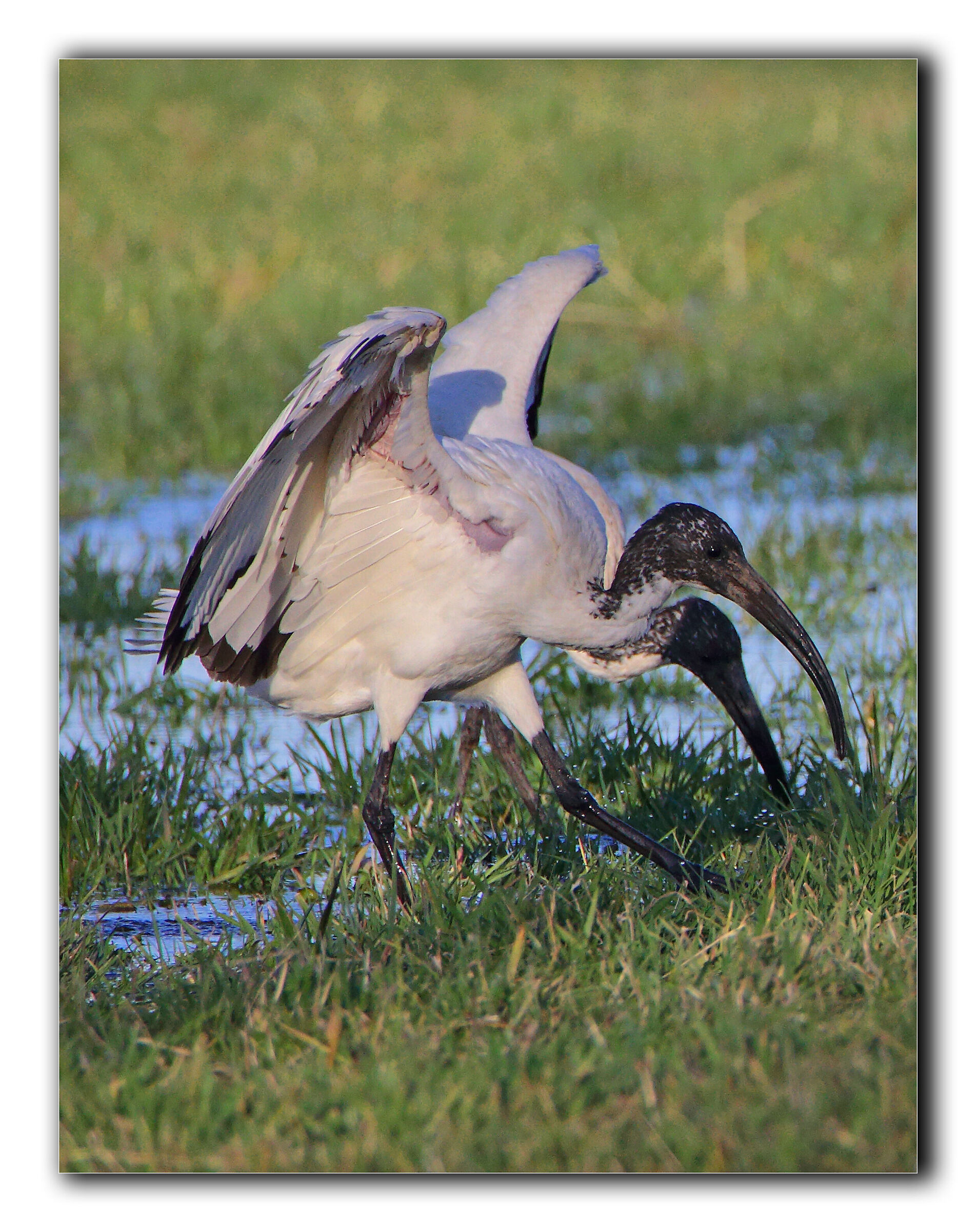 Il Mitologico I-bis ...