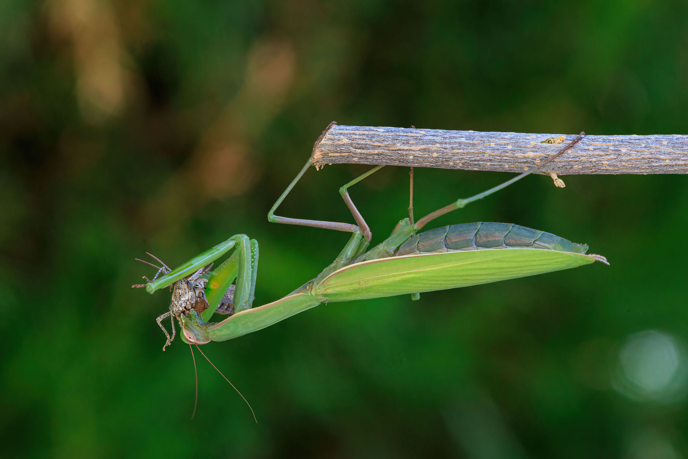 The Kiss of the Mantis