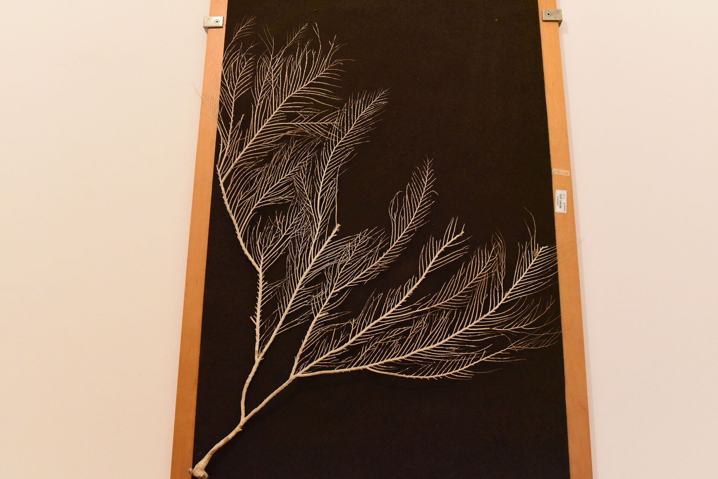 @ " ISO 12 Thousand 800 " Nikon 28, 1.4 E ED ,D 750