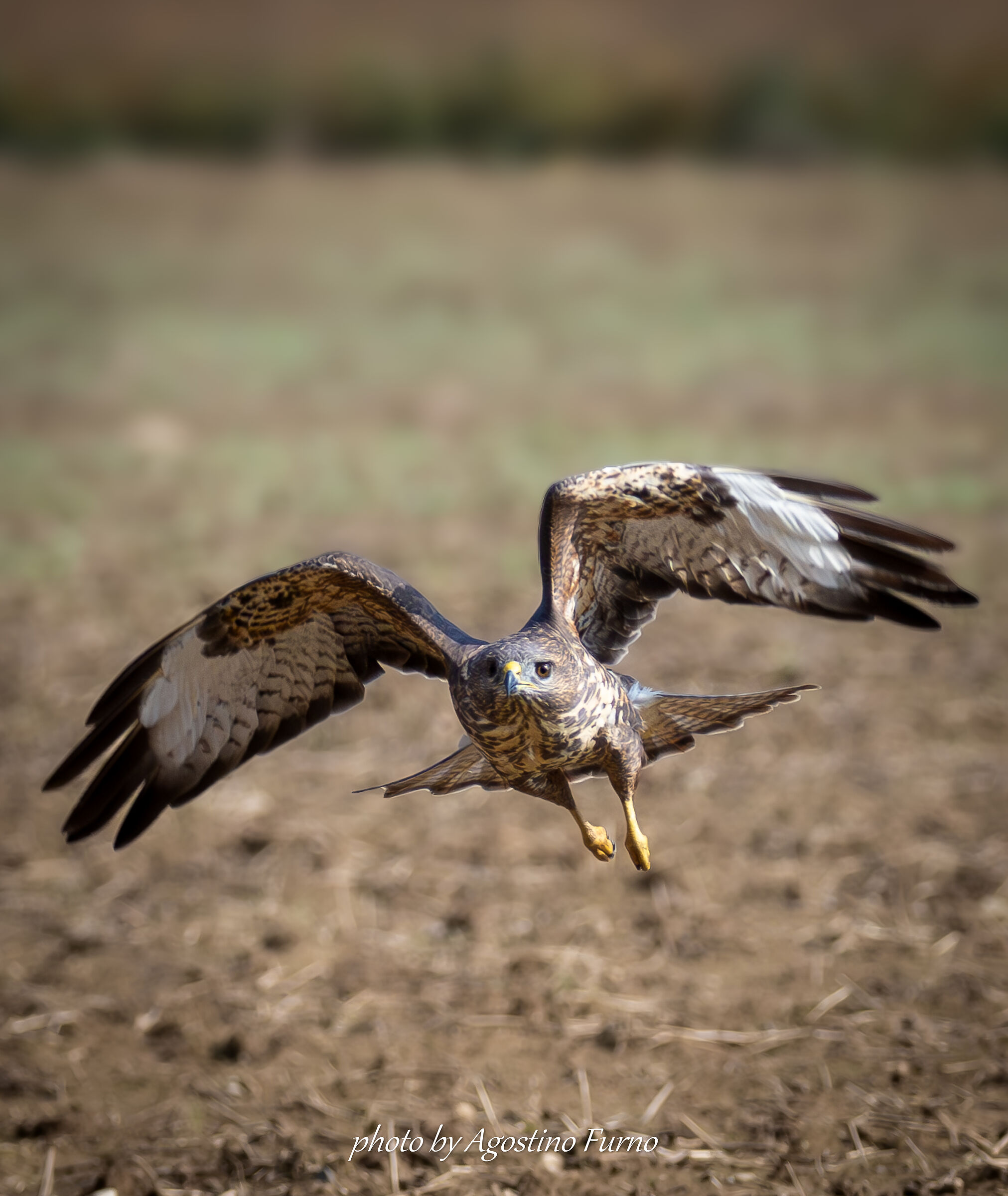 Buzzard
