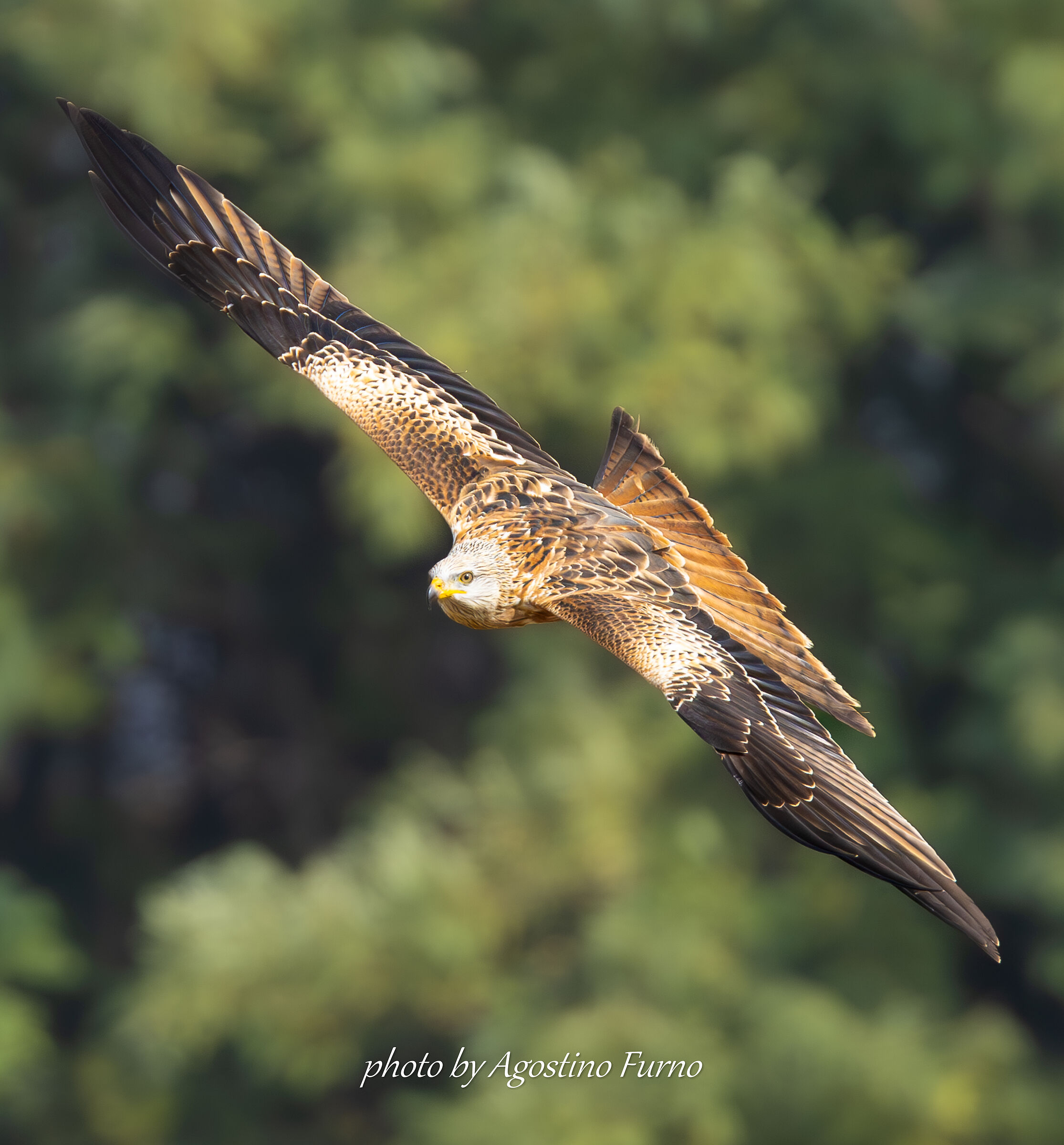 Red kite