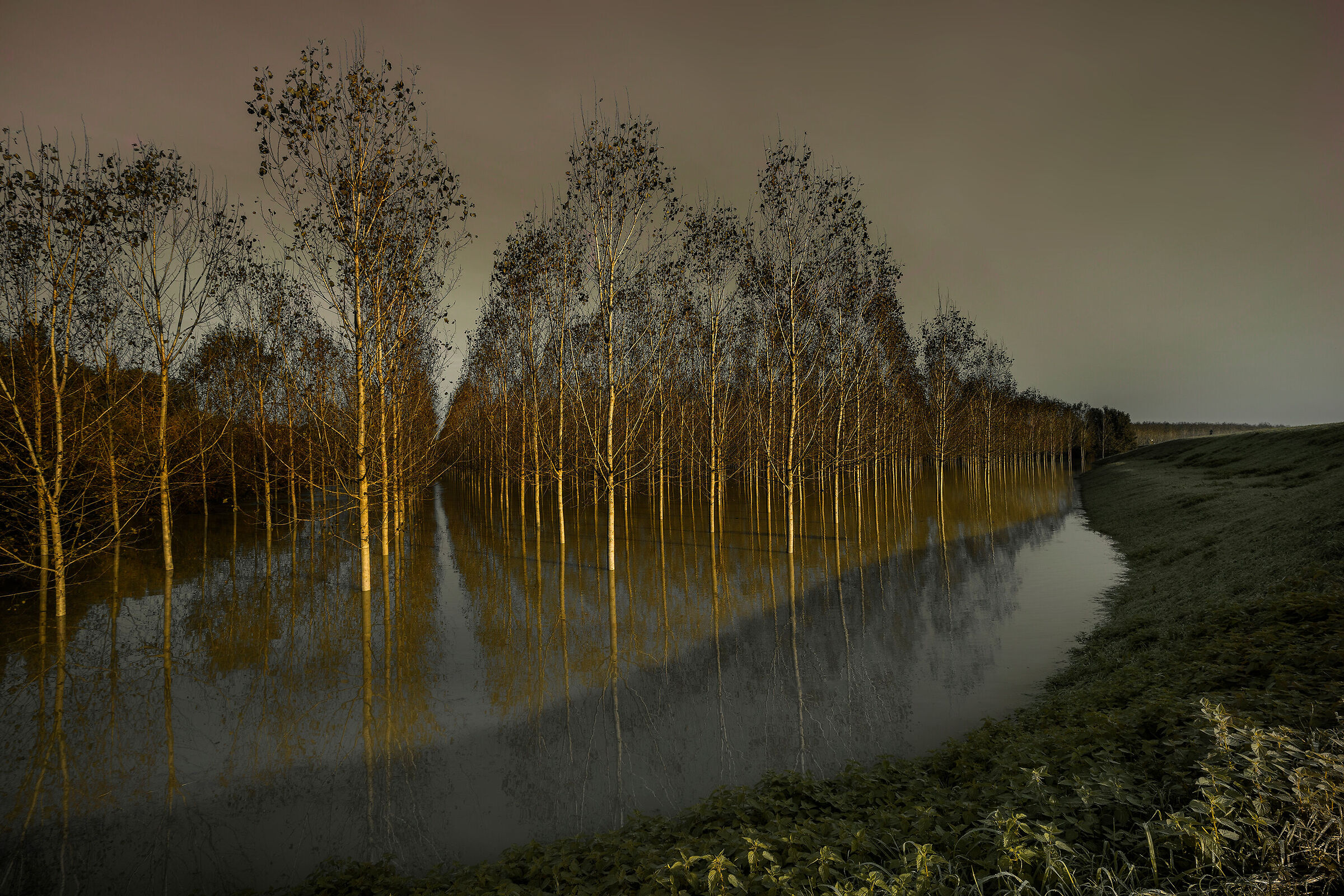 Poplars in floodplain
