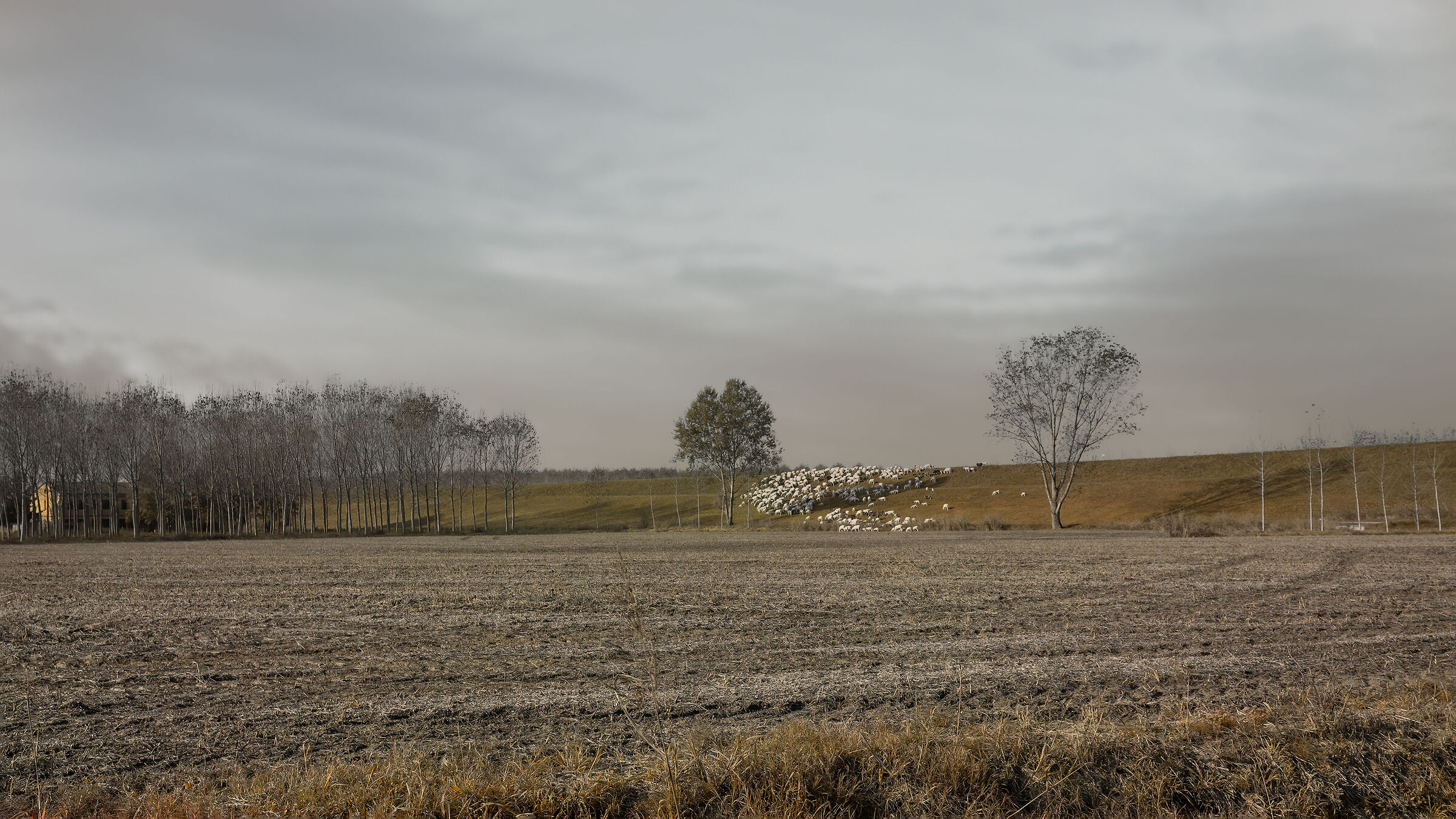 Po embankment in Luzzara