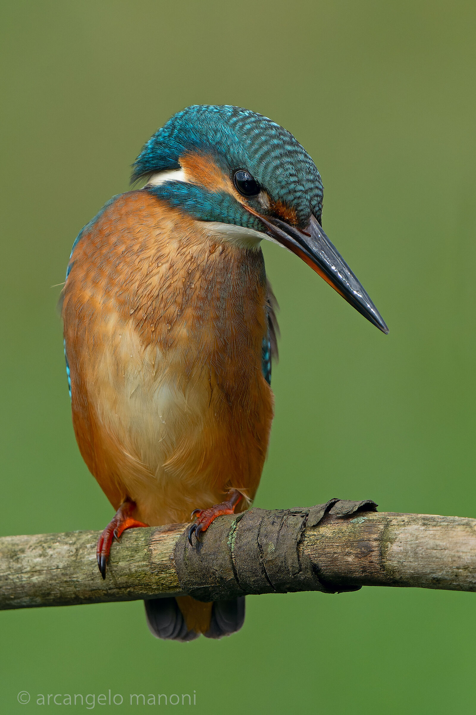 Quando la martina non sa che pesci prendere