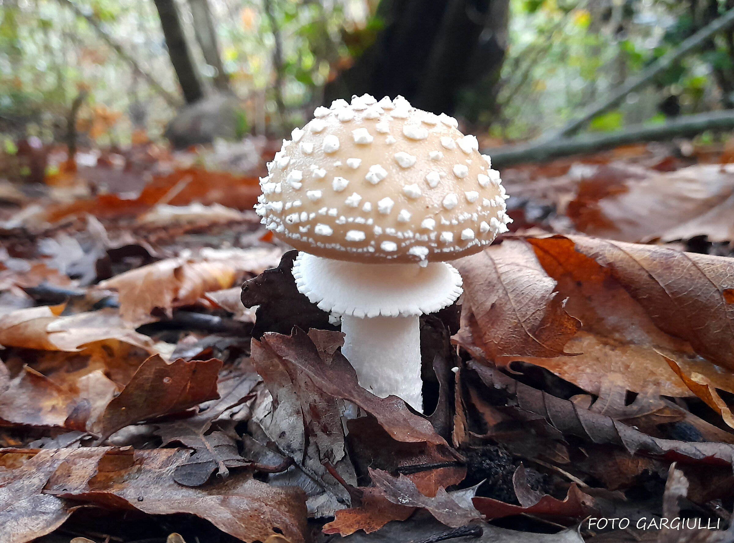 Amanita pantherina