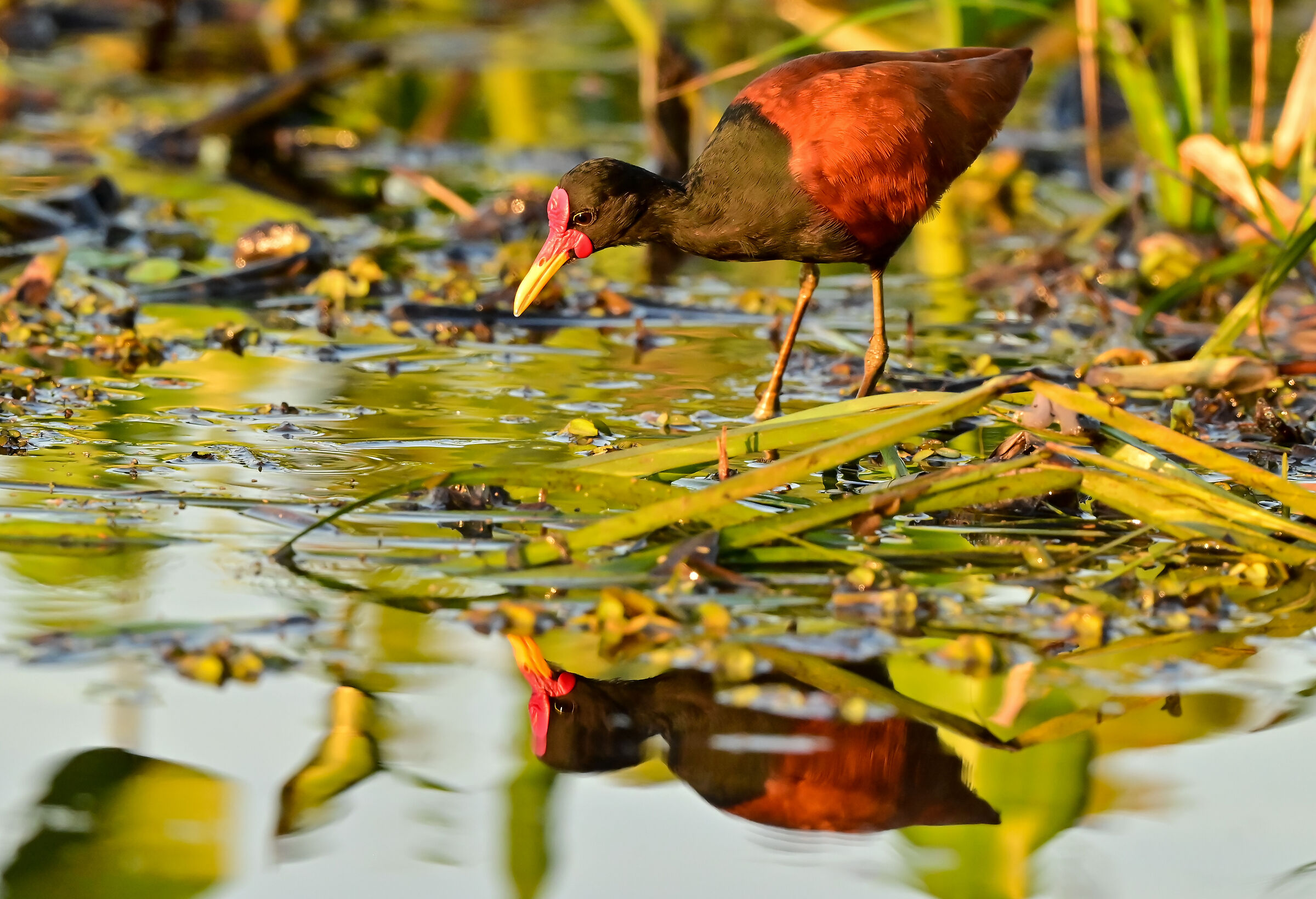 The jacana