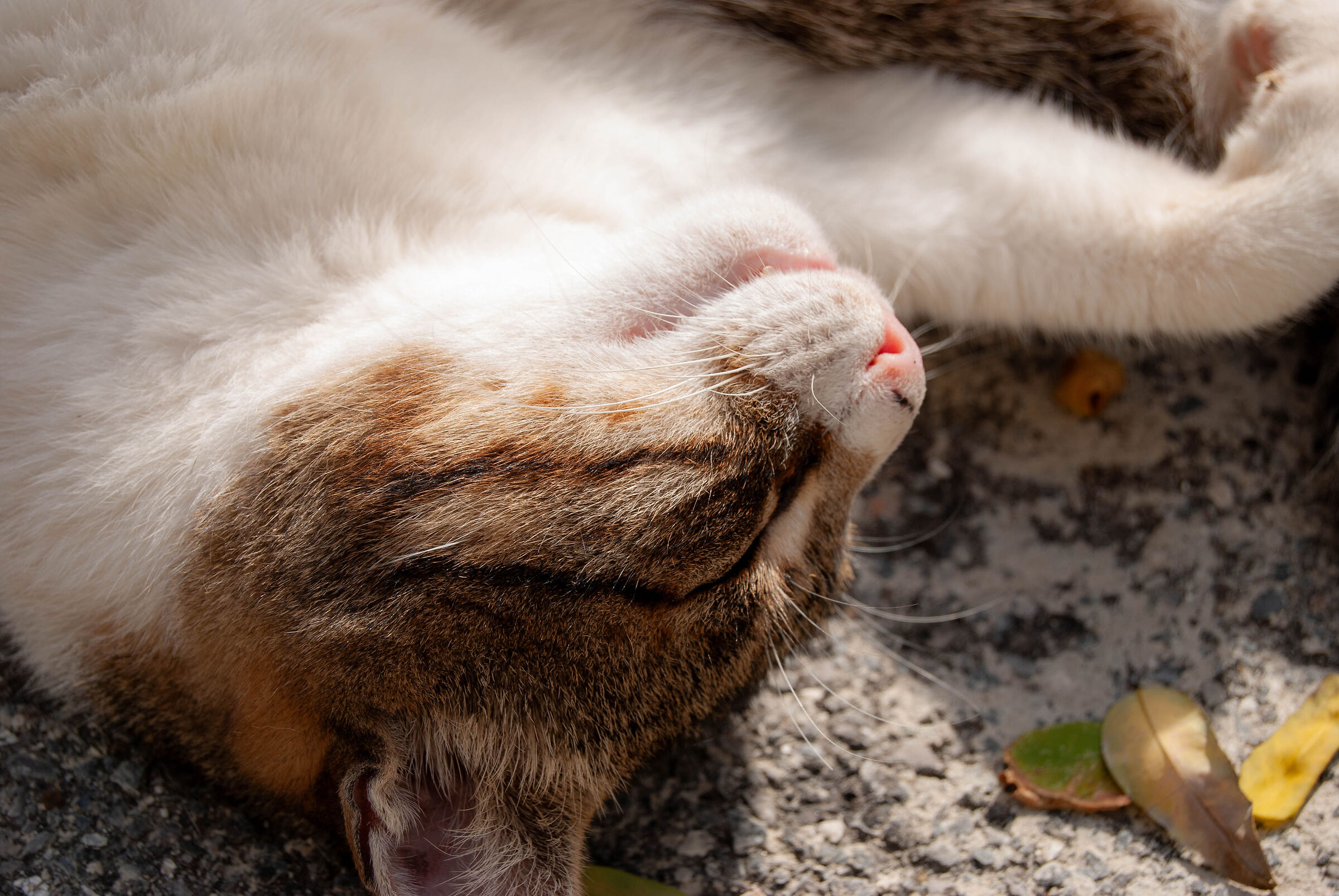 gatto sotto il sole 1