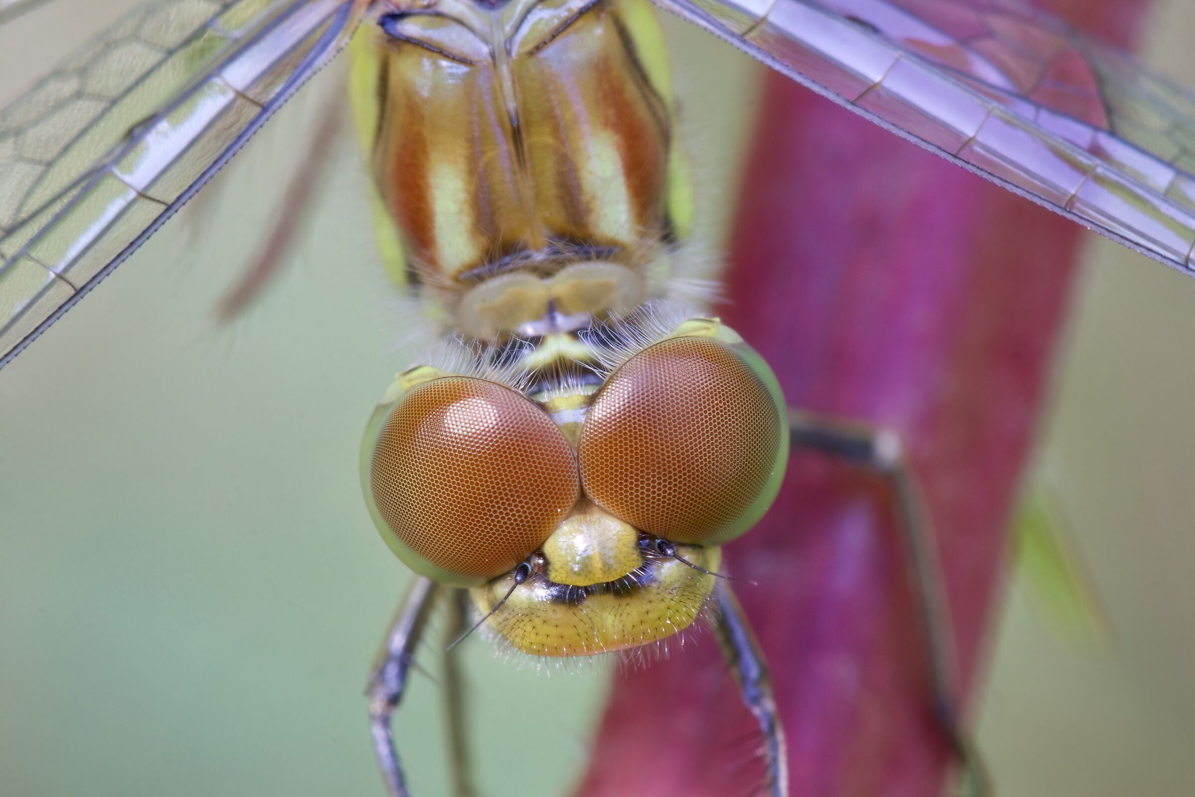 Sympetrum striolatum, neosfarfallato.