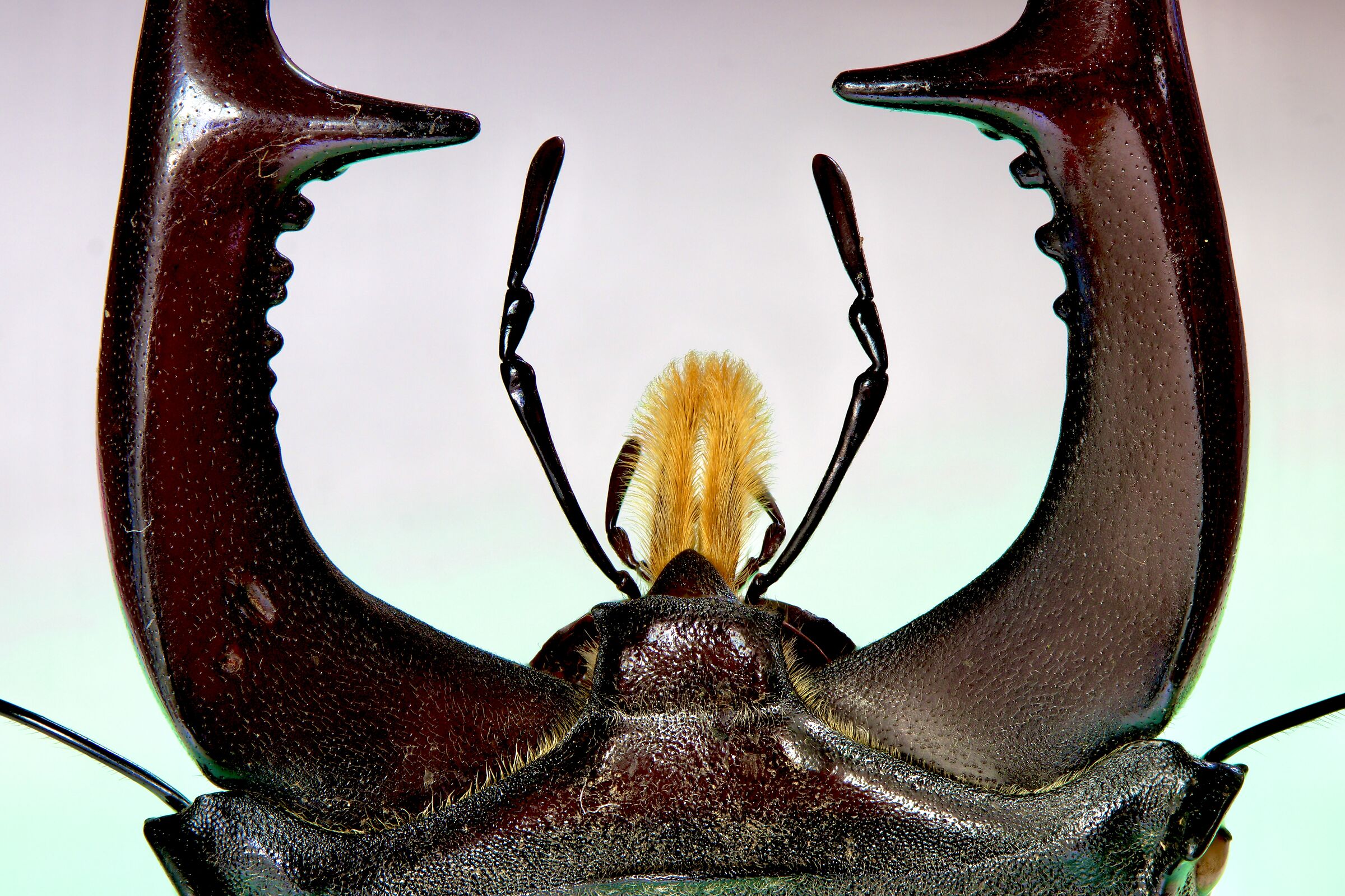 Fauci di cervo volante