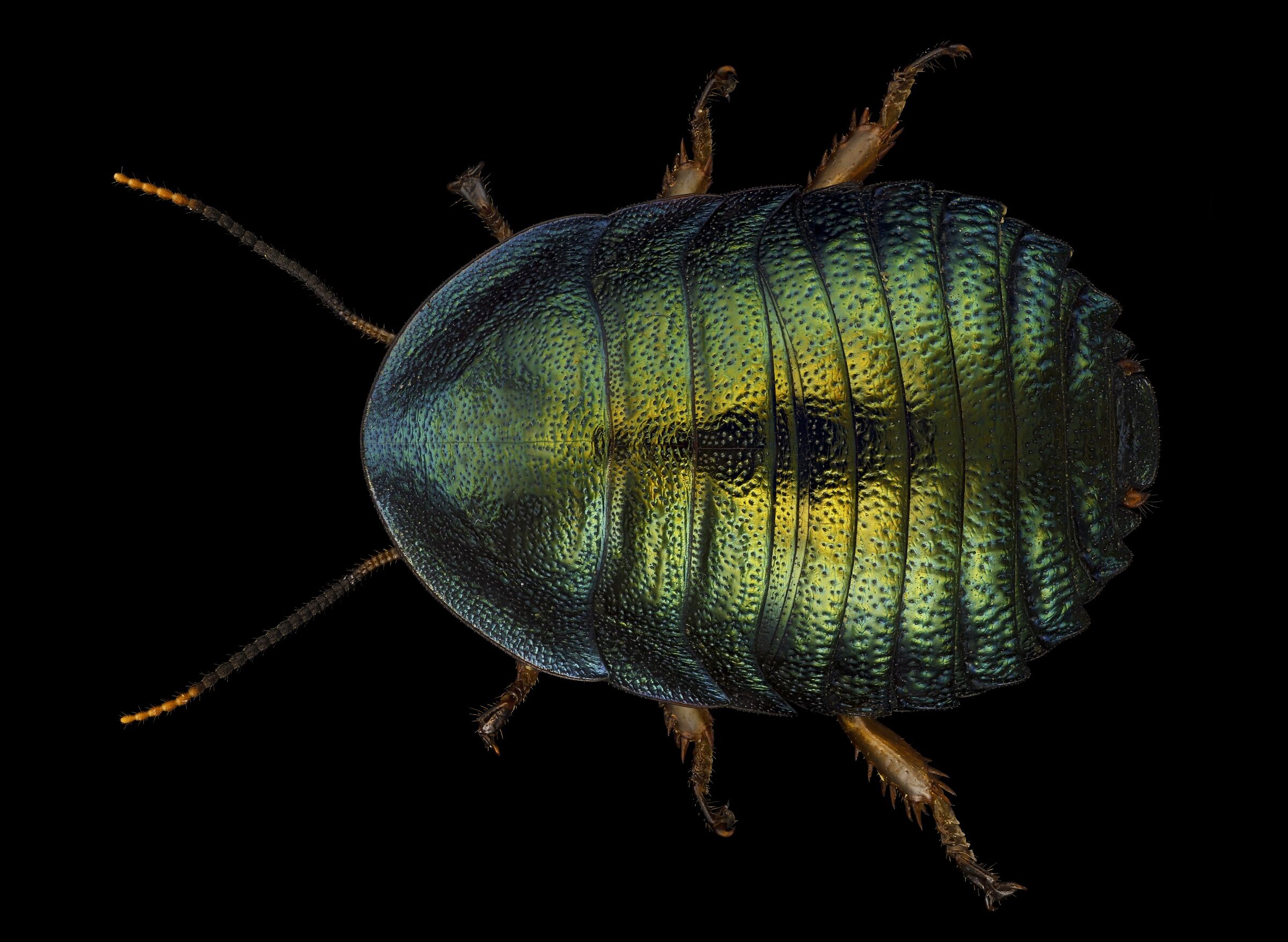 Corydidarum magnifica