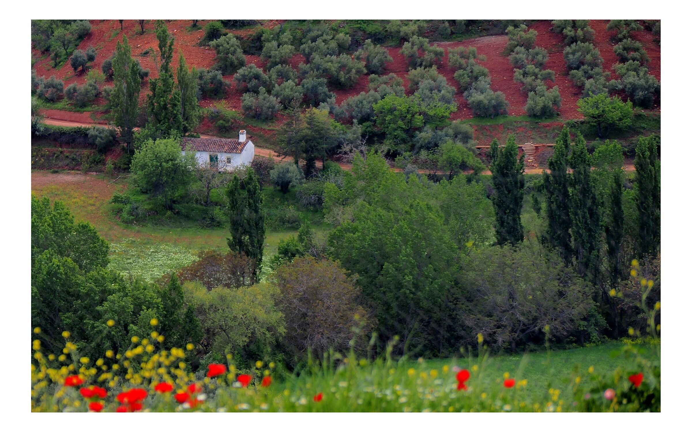 Campo de Andalucia