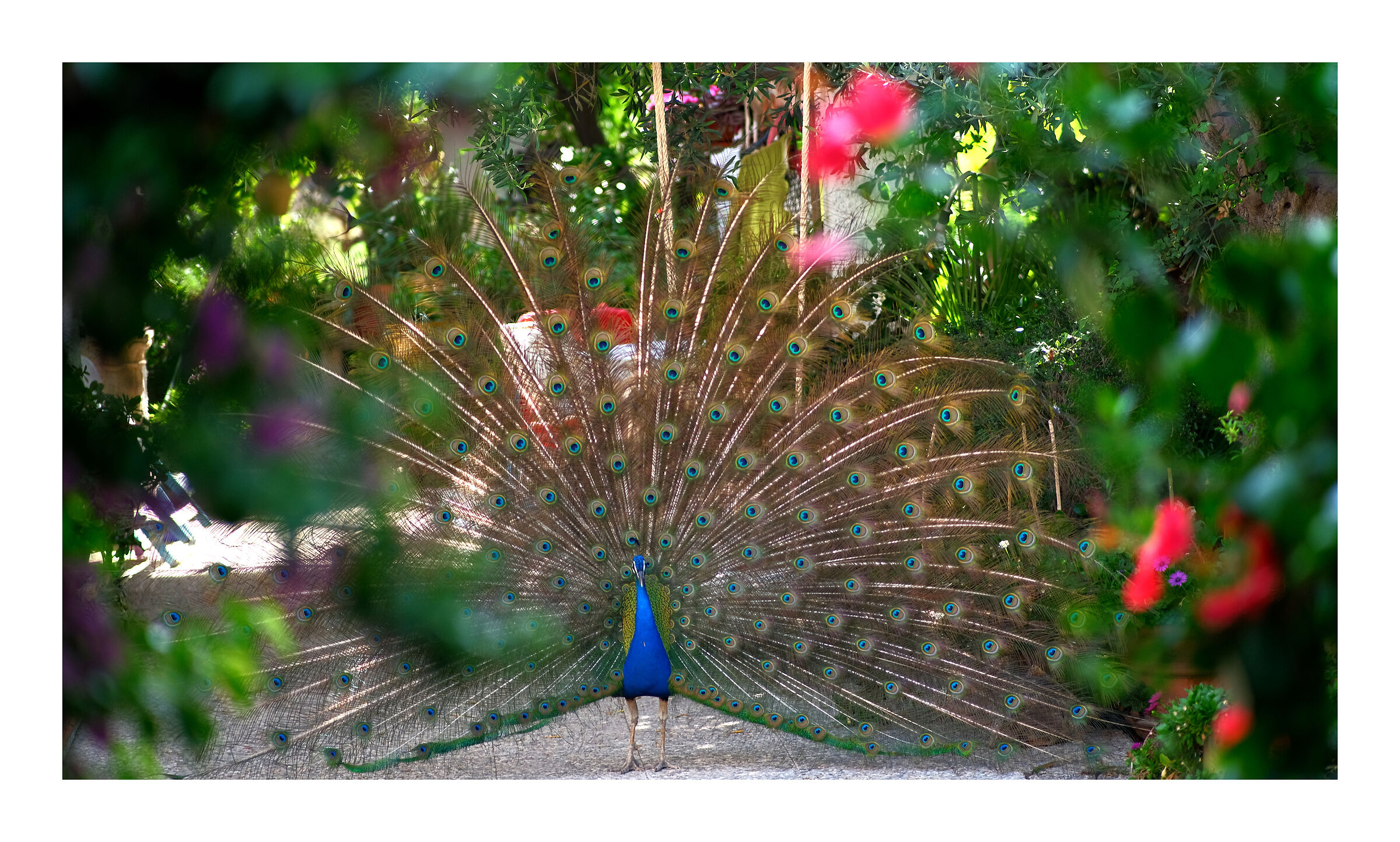 Peacock glory