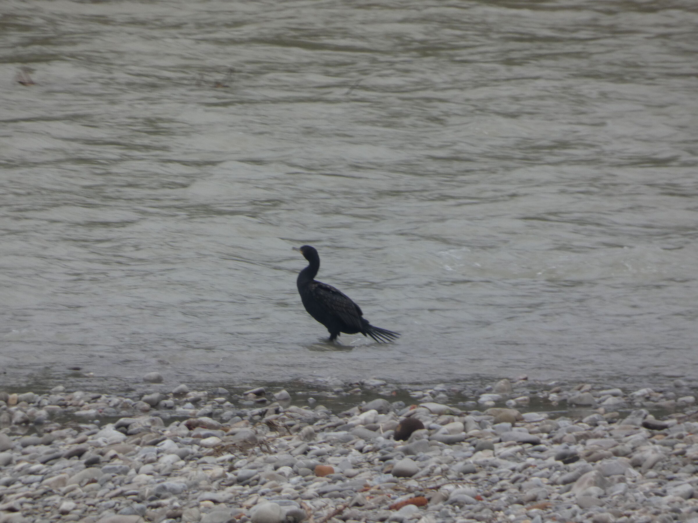Cormorano1