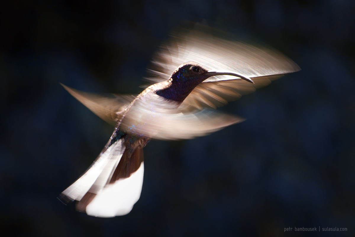 Violet Sabrewing | Panama