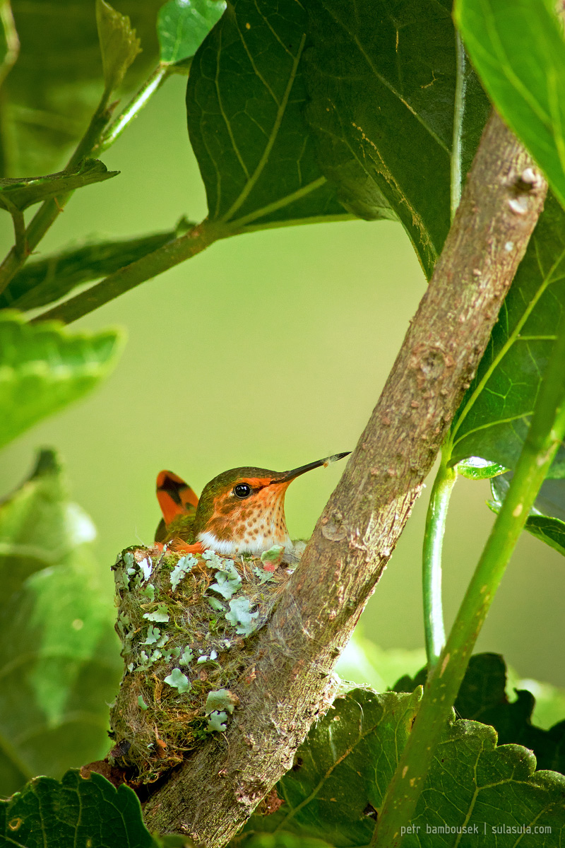 Scintillant hummingbird | Panama