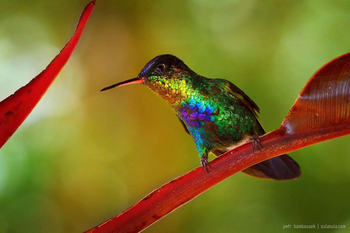 Fiery throated | Panama
