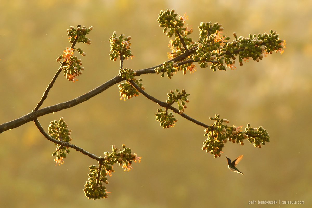 White-necked Jacobin | Belize