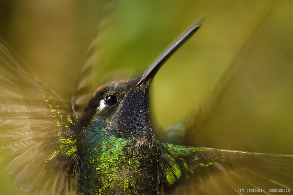 Magnifico colibrì | Panama