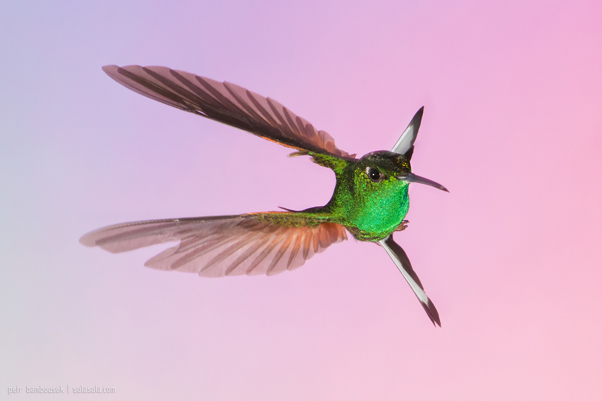Stripe-tailed Hummingbird | Panama