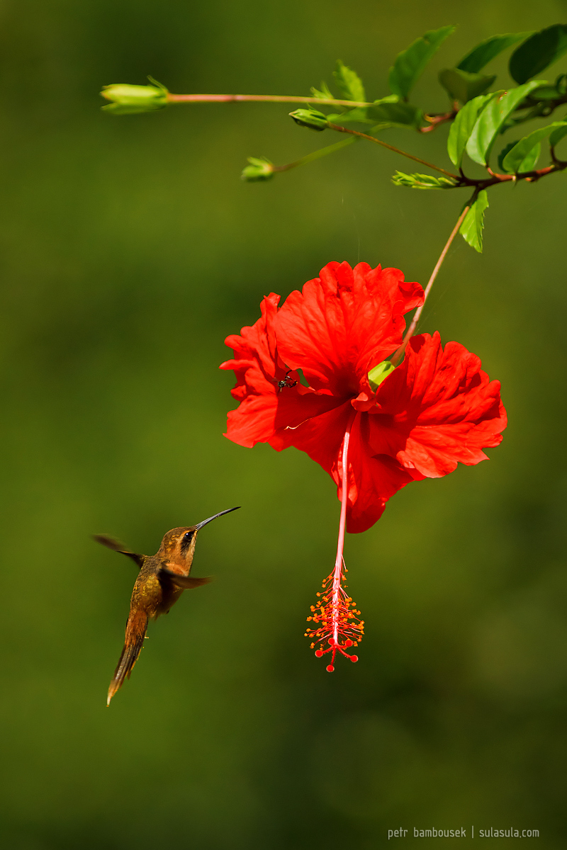 Stripe-throated Hermit | Belize