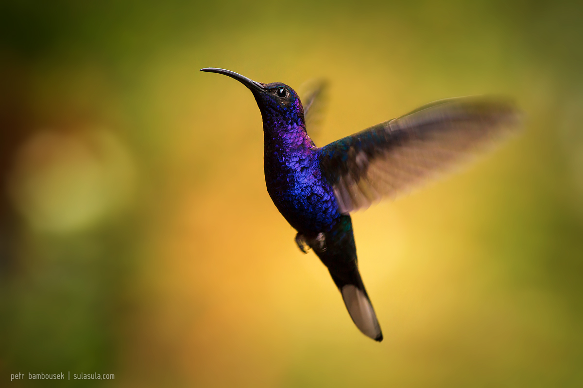 Violet Sabrewing | Panama