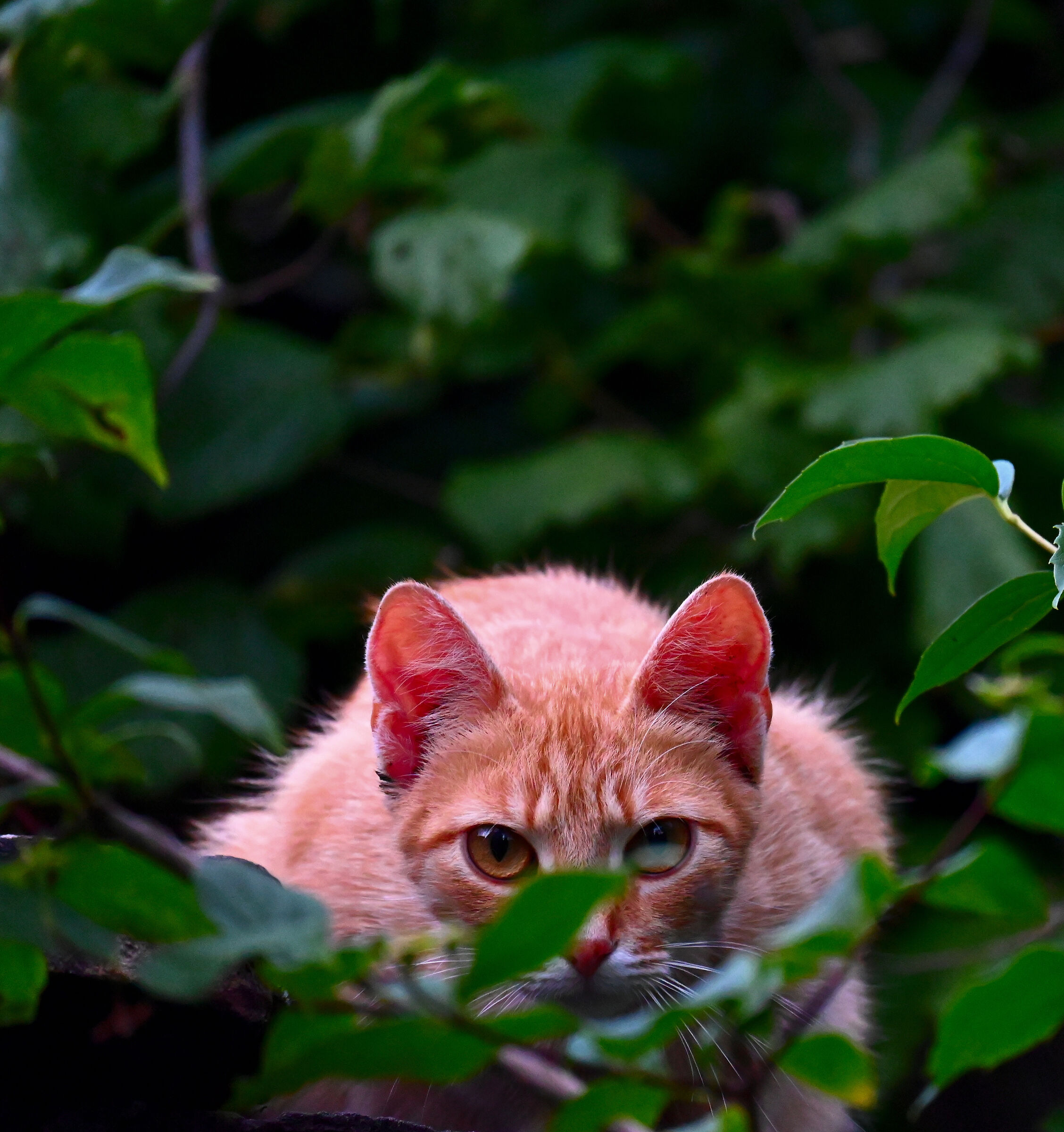 Apparent invisibility