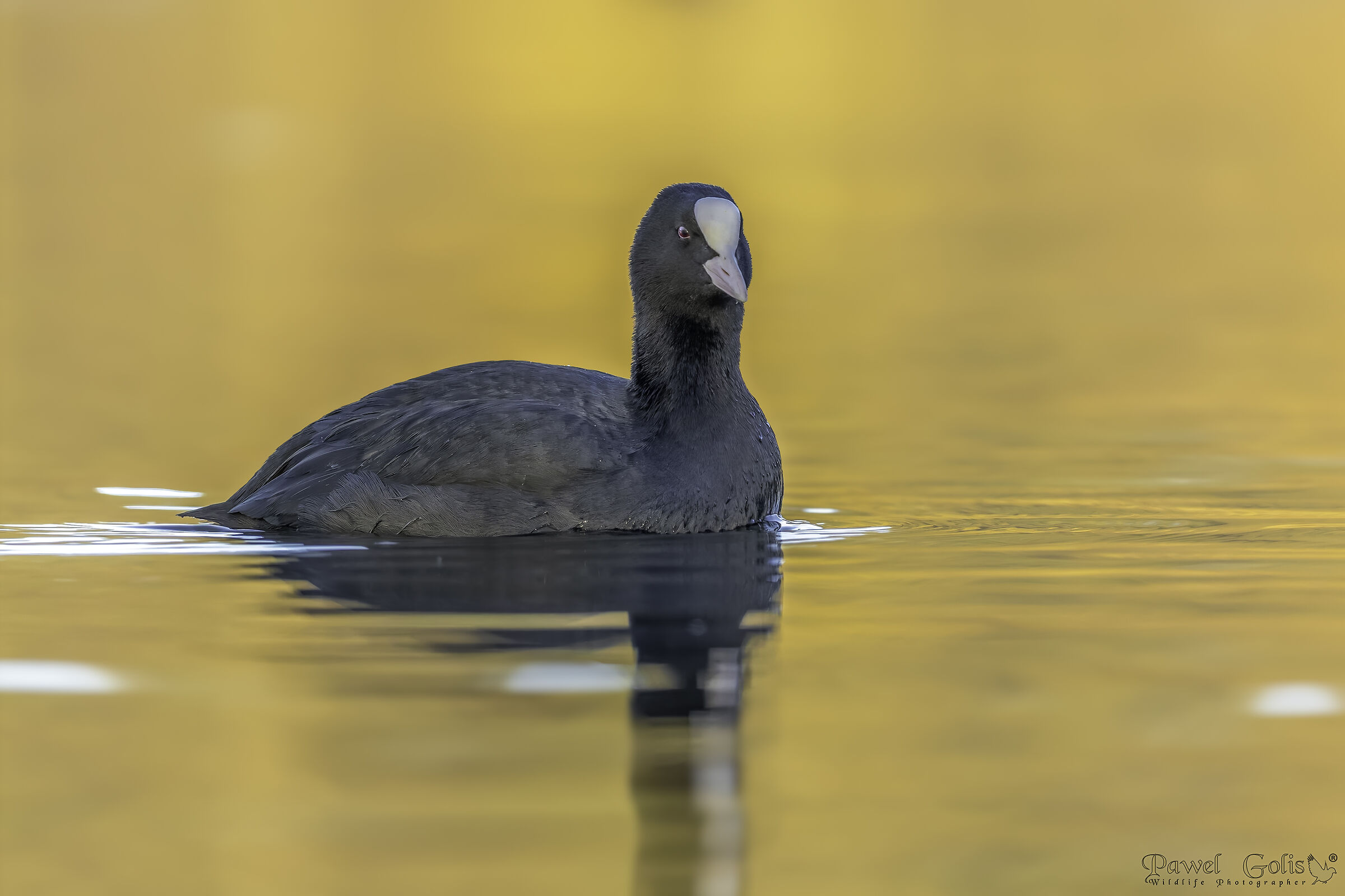 Folaga (Fulica atra)