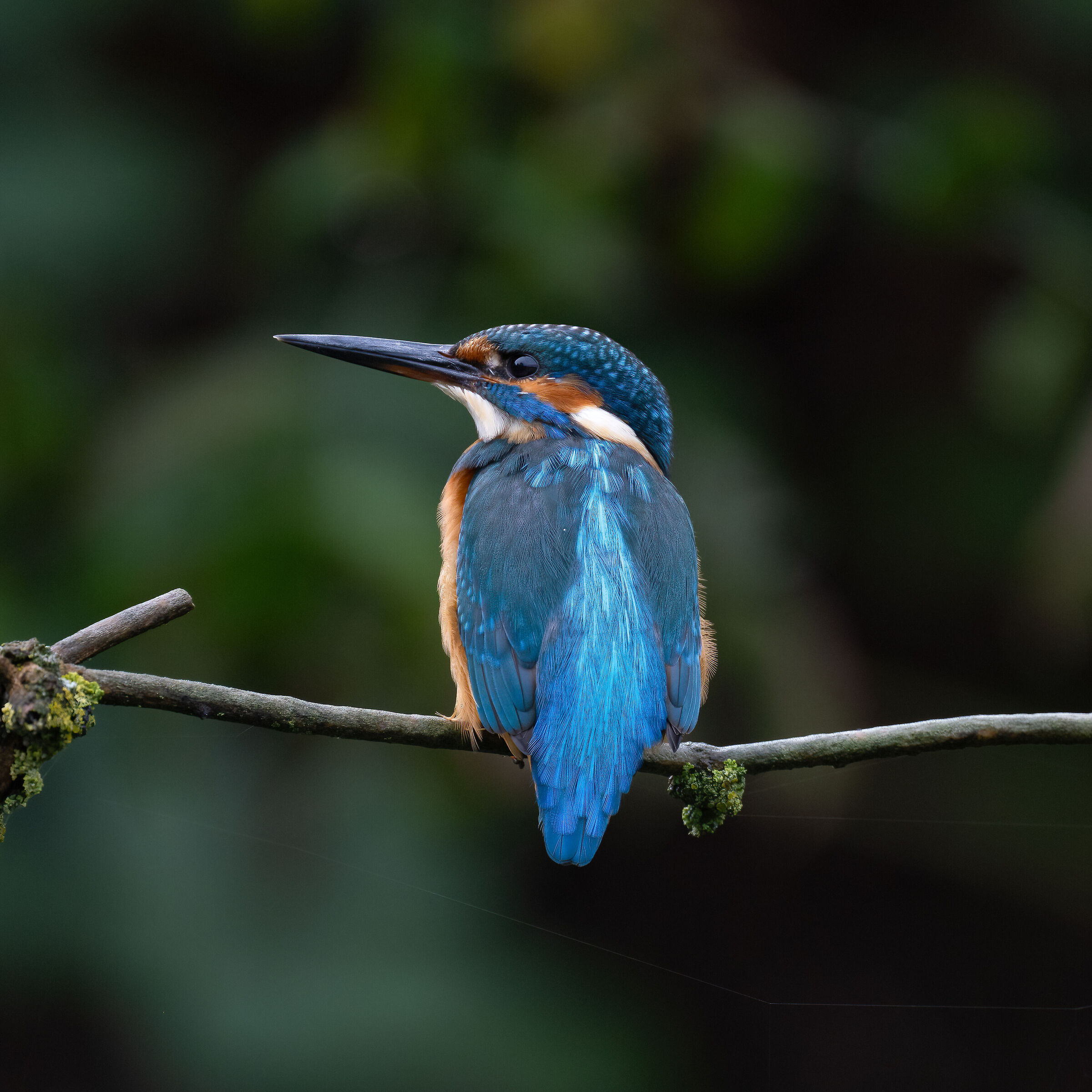 Martin Pescatore - Kingfisher