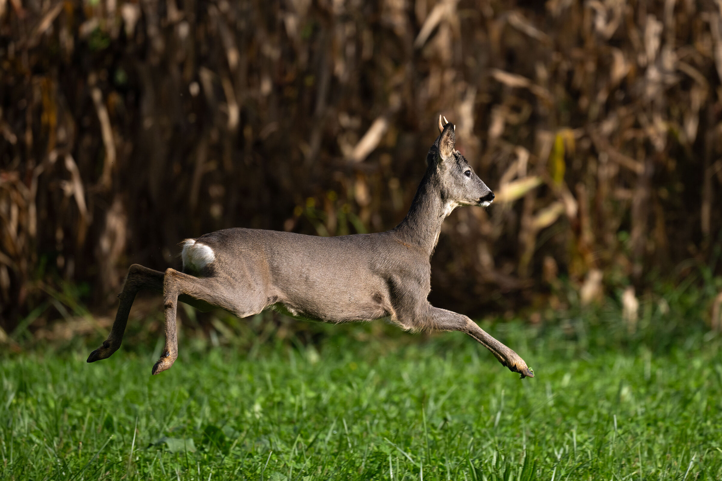 Roe deer