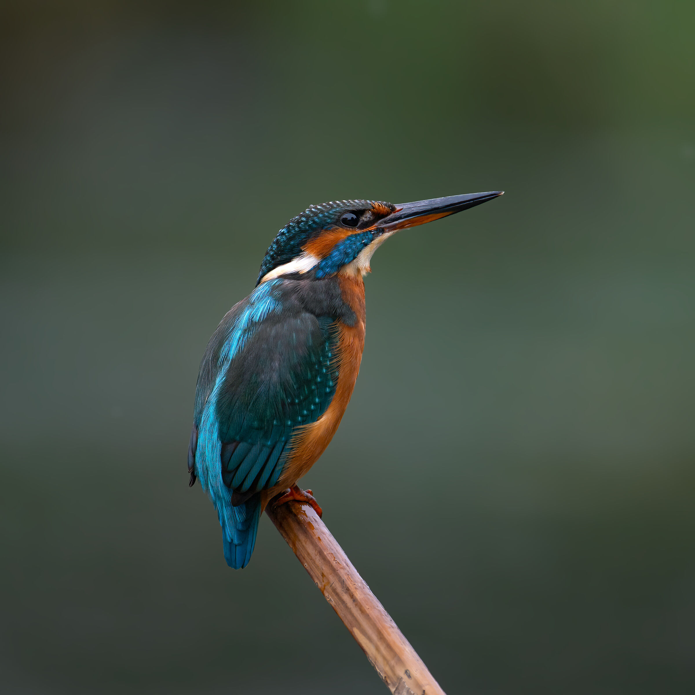 Martin Pescatore - Kingfisher