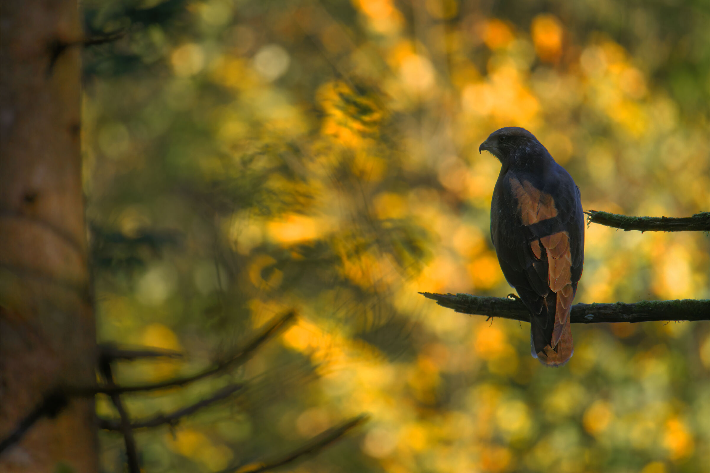 Autumn buzzard