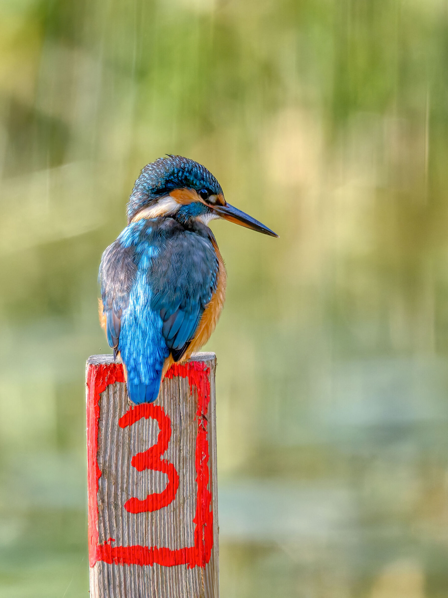 Kingfisher (f)