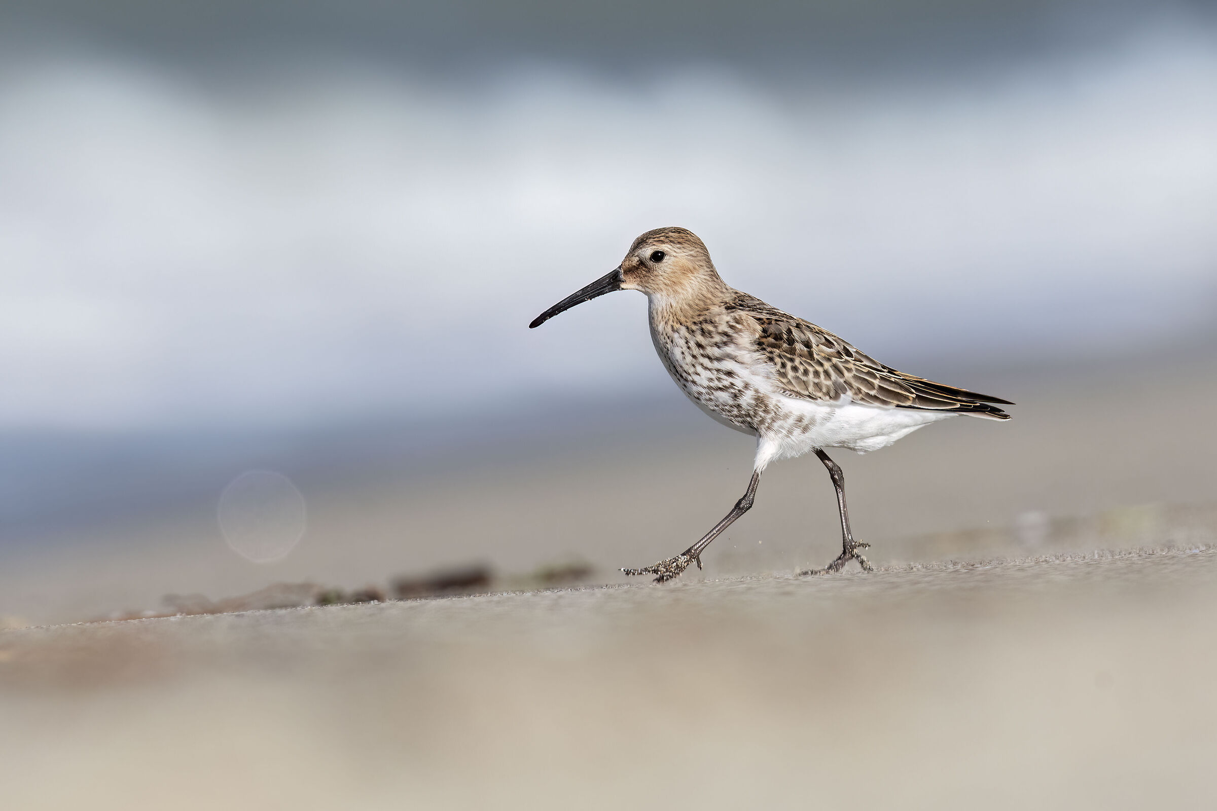 The lightheartedness of the Pancianera