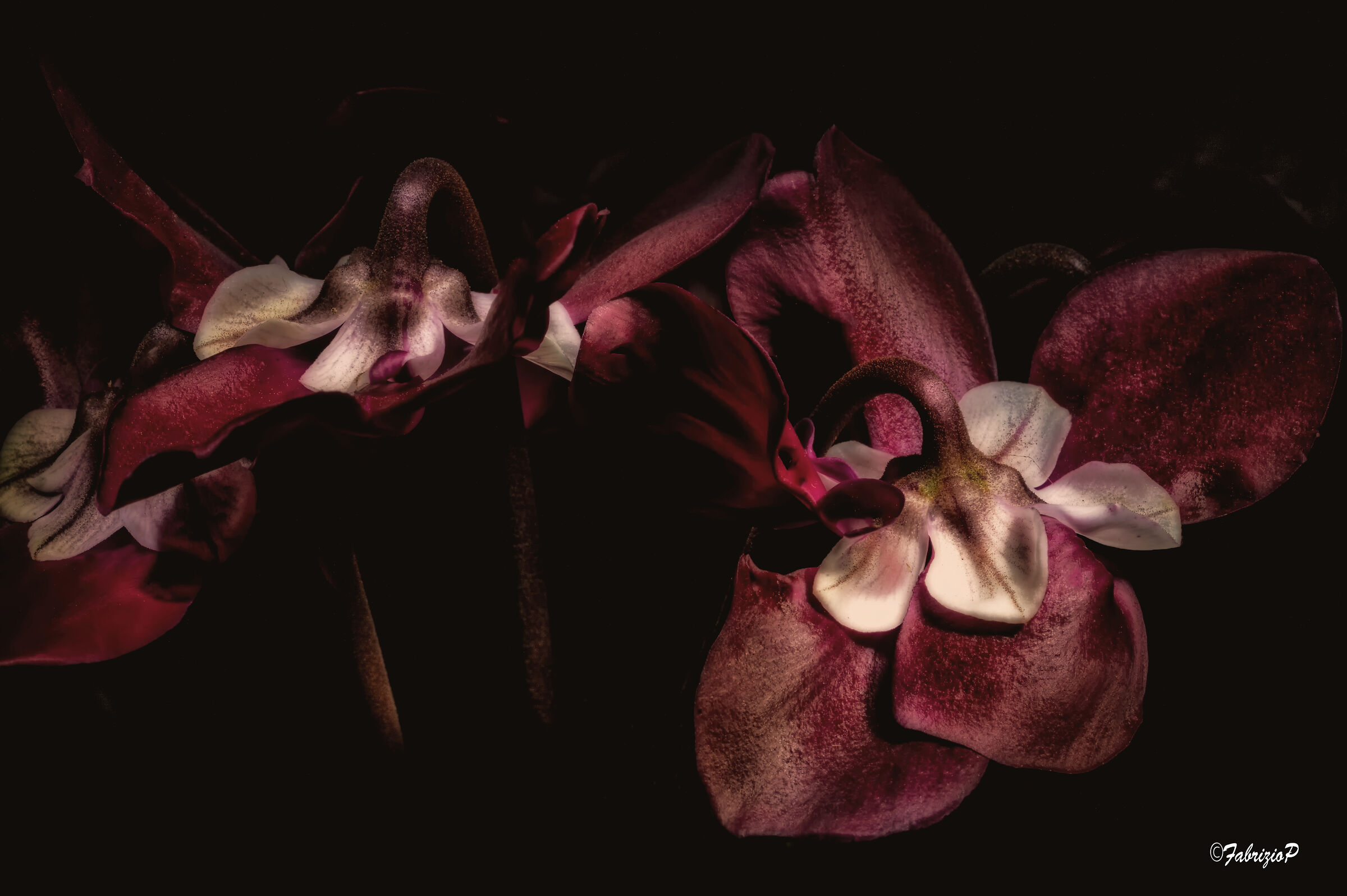 Cyclamen