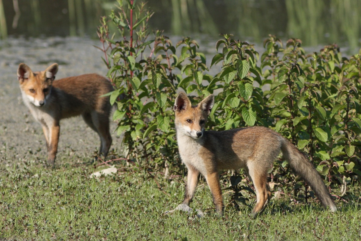 Foxes in Torrile