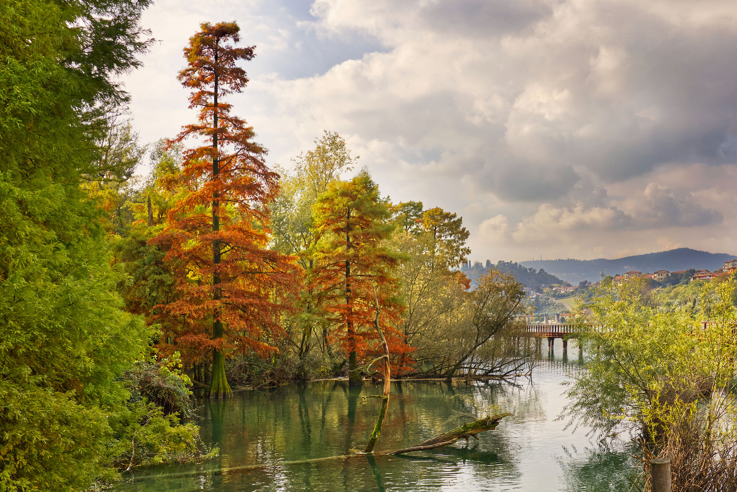 Paratico, il bosco dei Tassodi