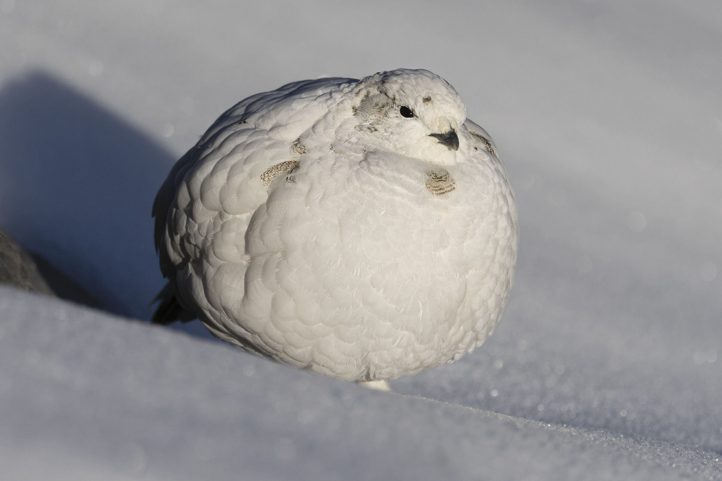 Palla di neve, pernice bianca