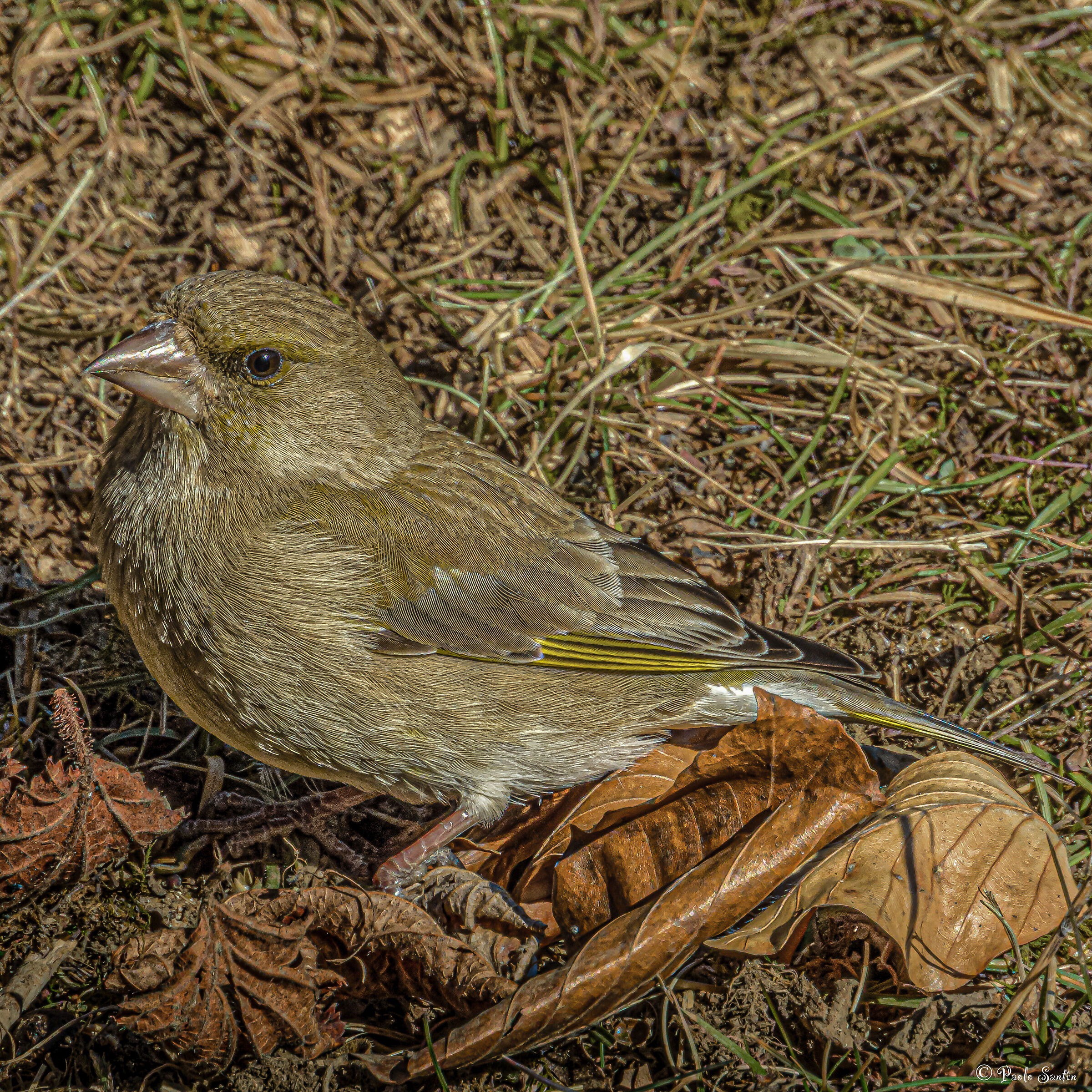 A female Greenfinch