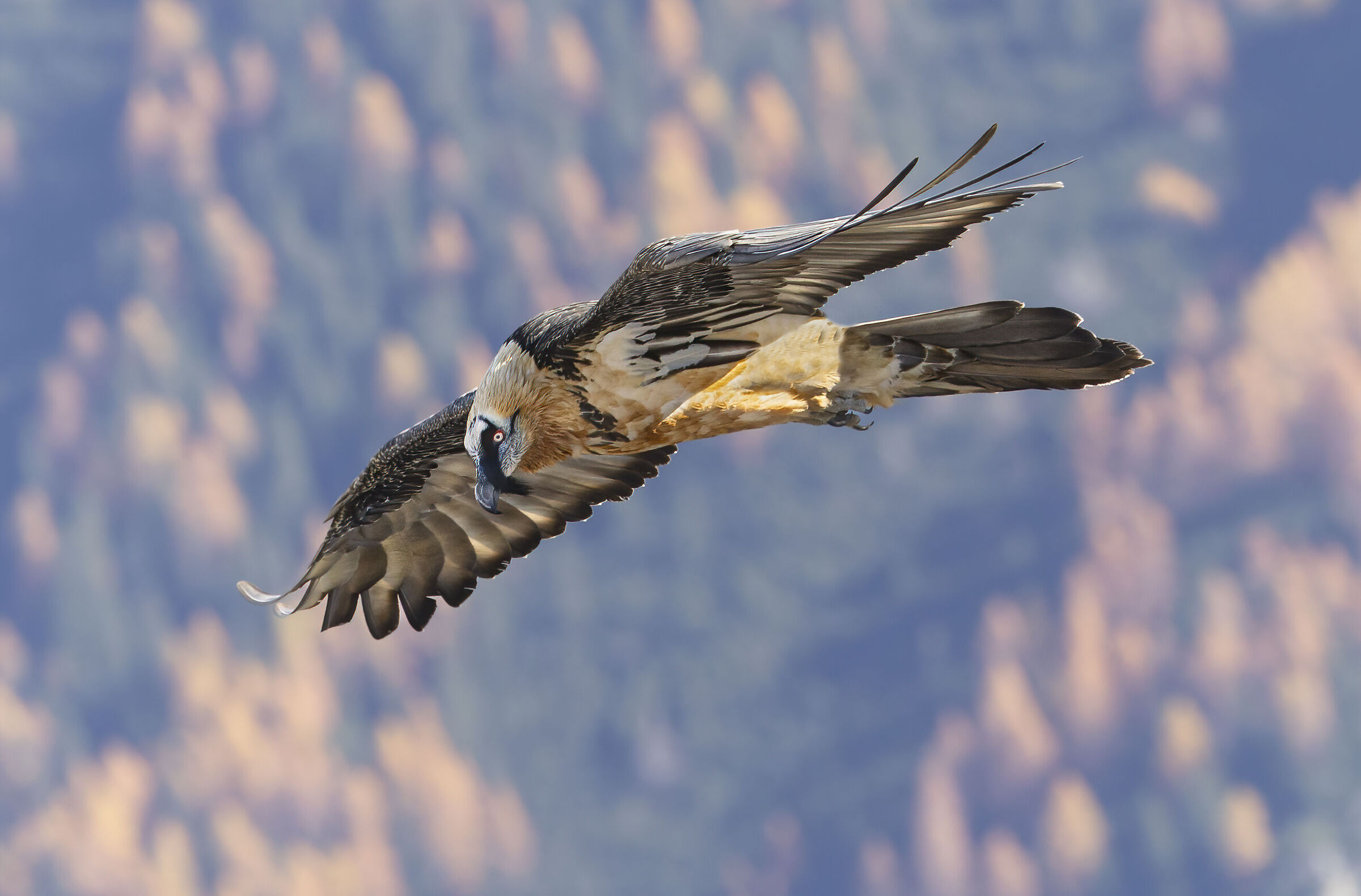 gipeto volo autunnale, ottobre 2024
