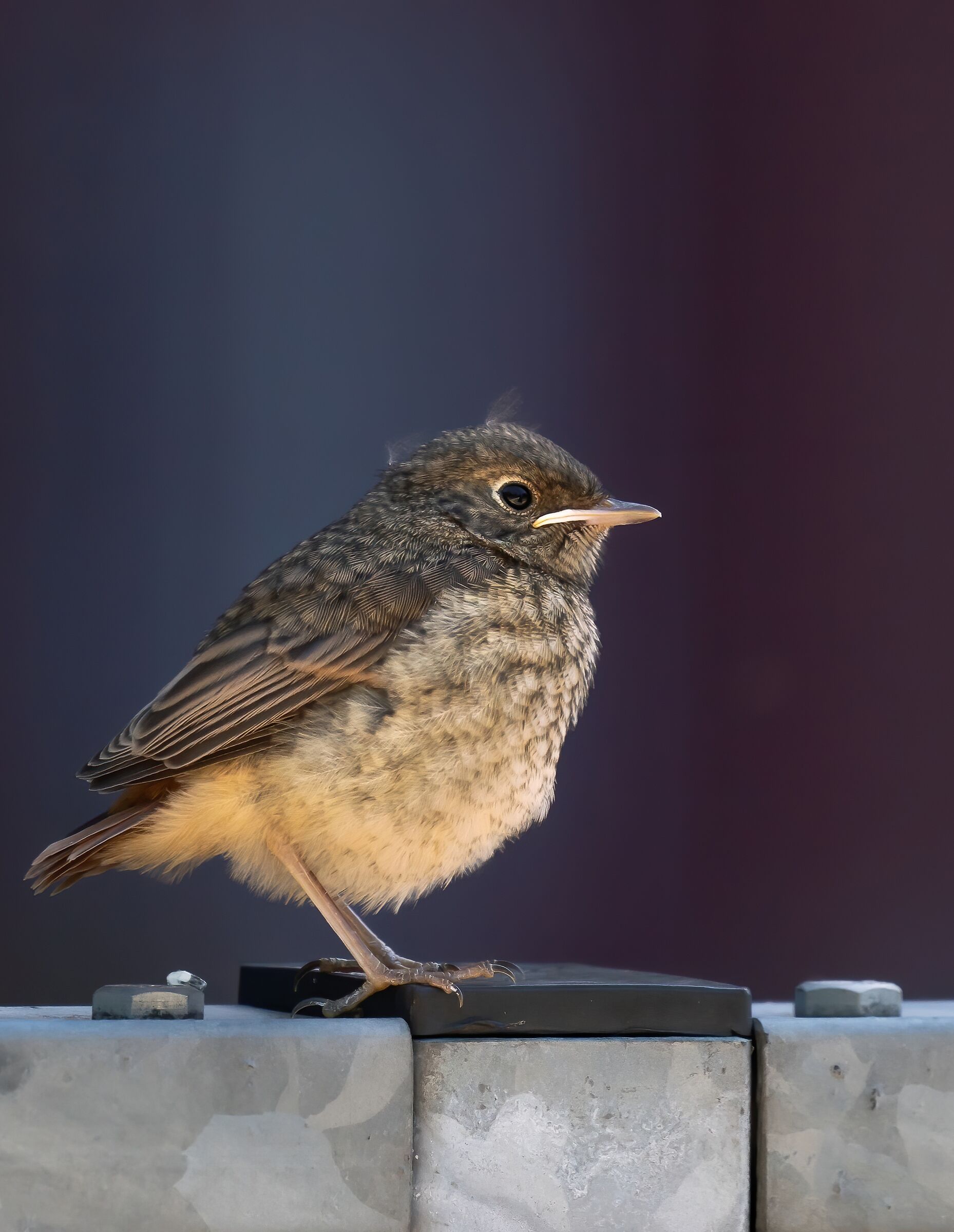 Small Redstart