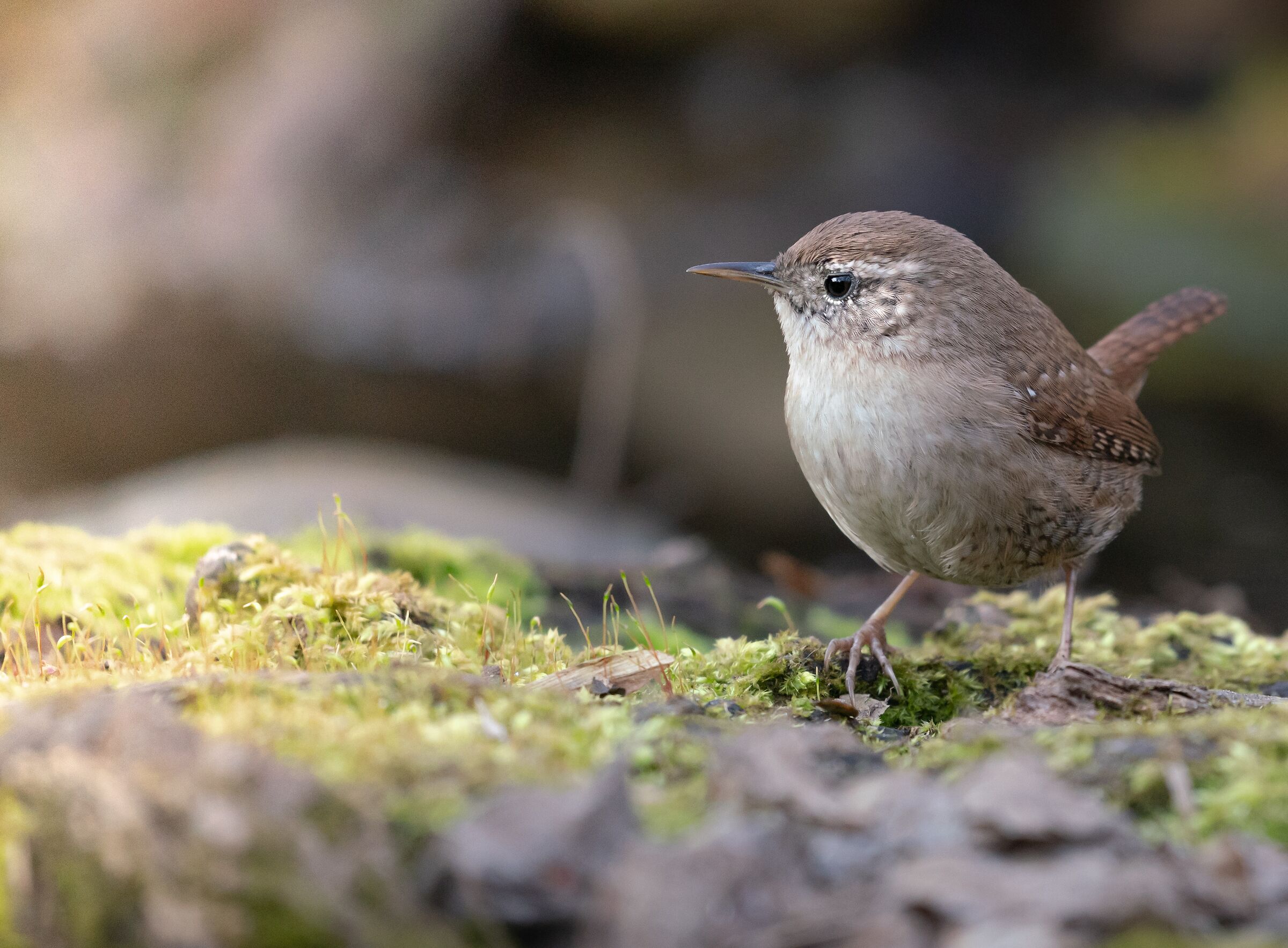 The Wren
