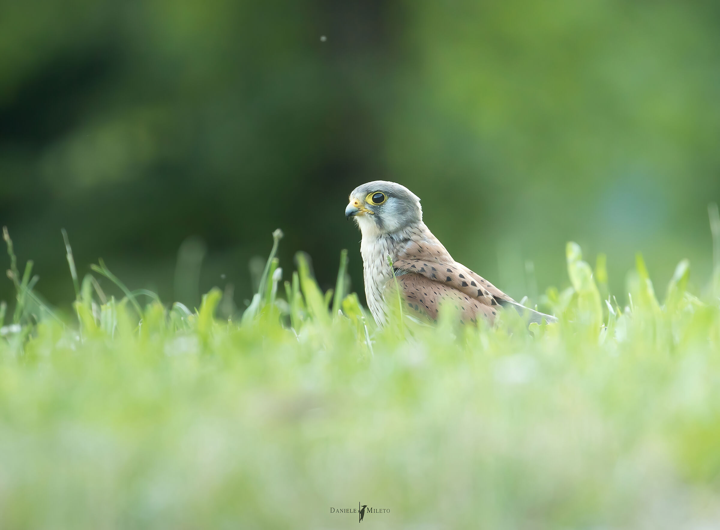 Kestrel on the ground in search of grasshoppers
