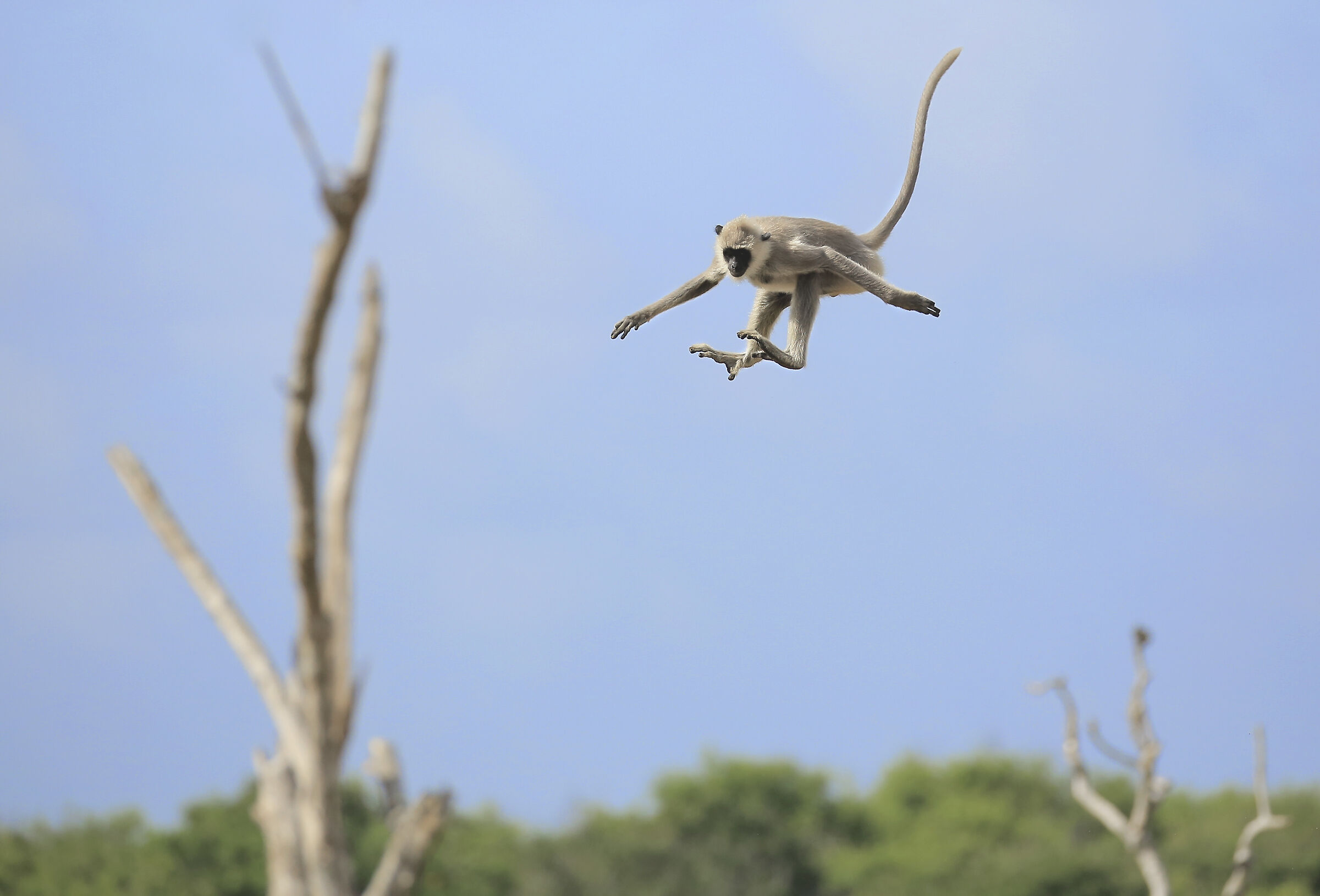 Flying monkeys - Gray langur on the fly